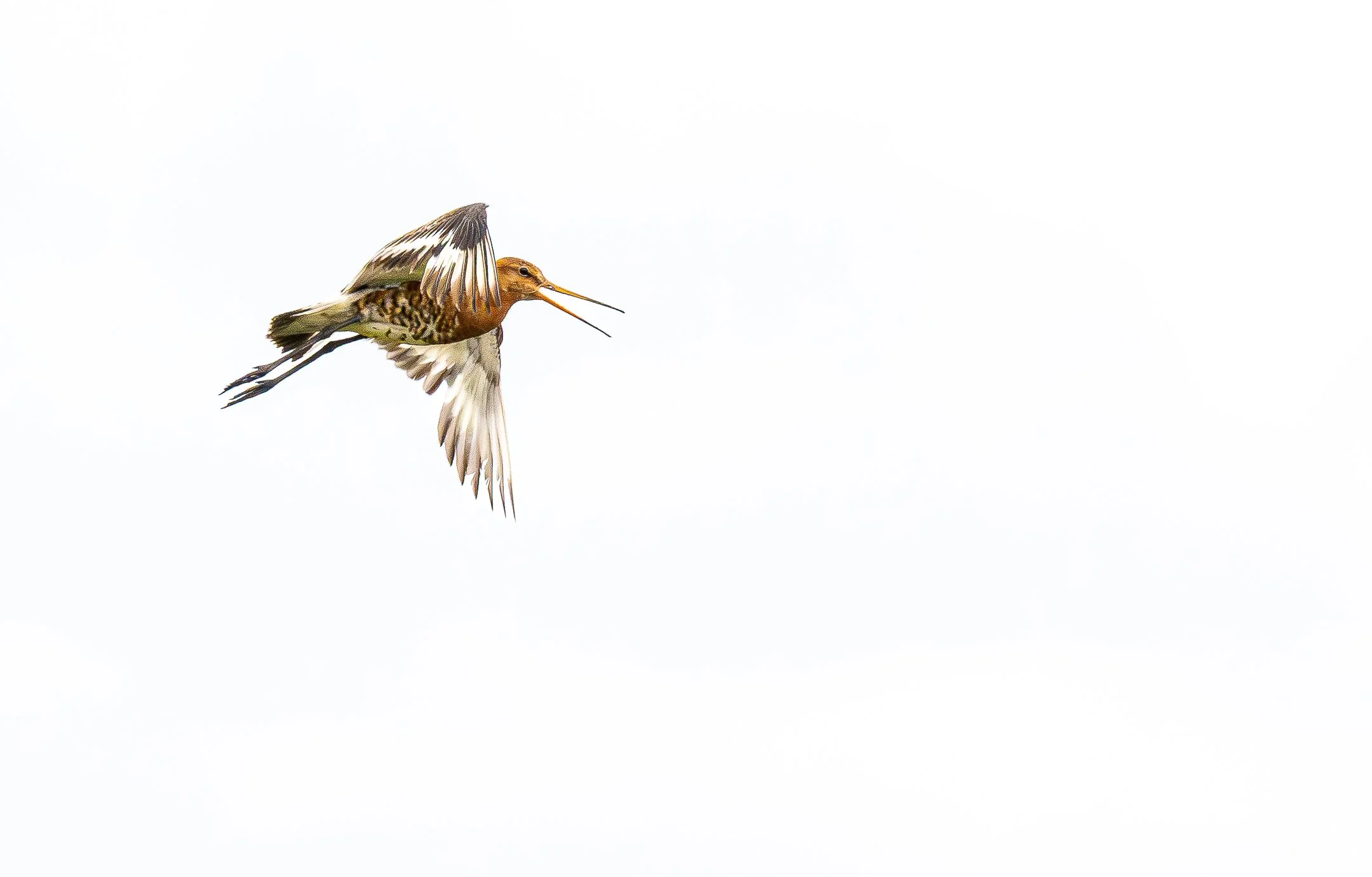 A | Black Tailed Godwit | Kathy Kendall | Score: 22