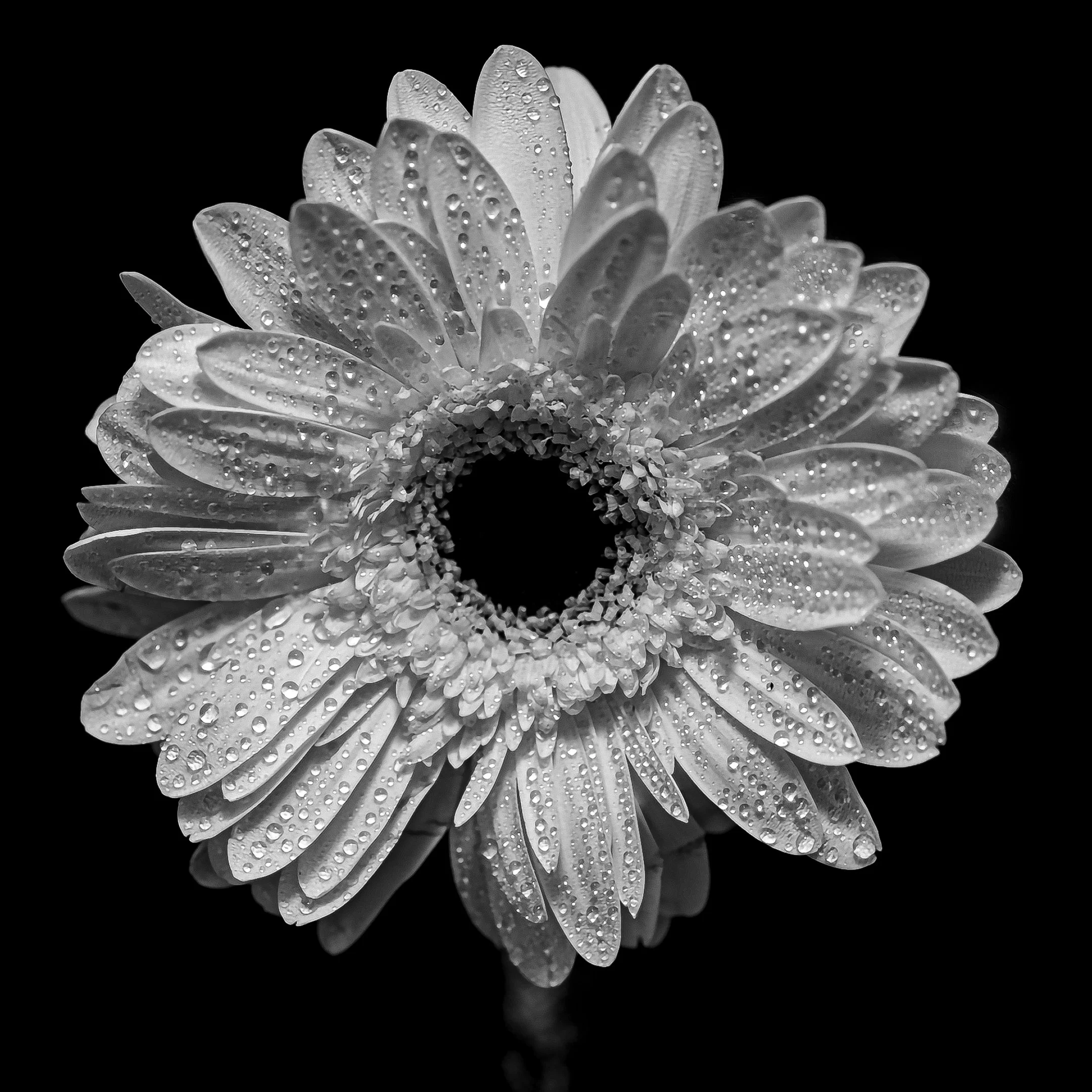 M | Gerbera | Nancy Patterson | Score: 23
