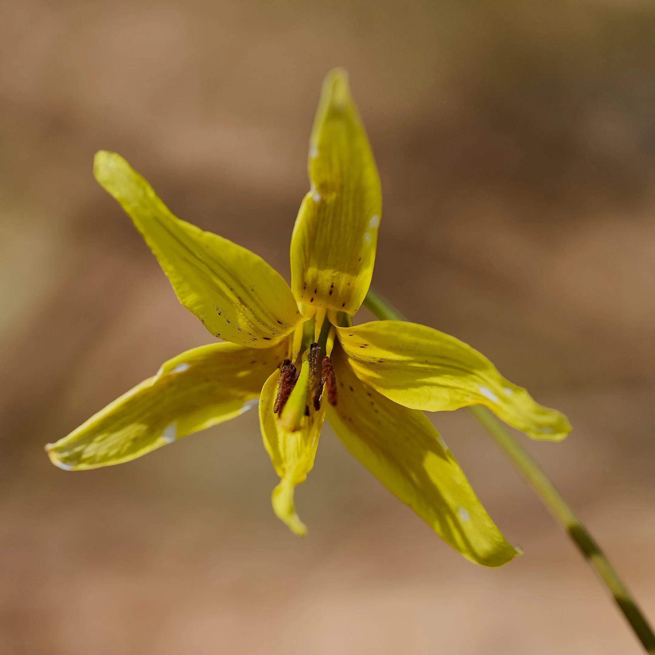 N | Trout Lily In Morning Light | James Zeman | Score: 17