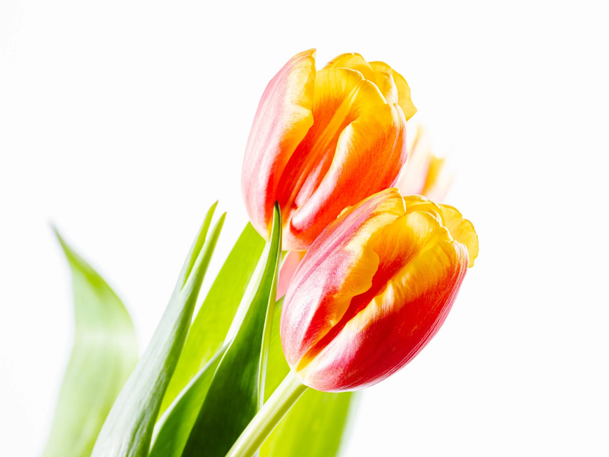 O | Spring! | Norbert Kugele | Score: 18