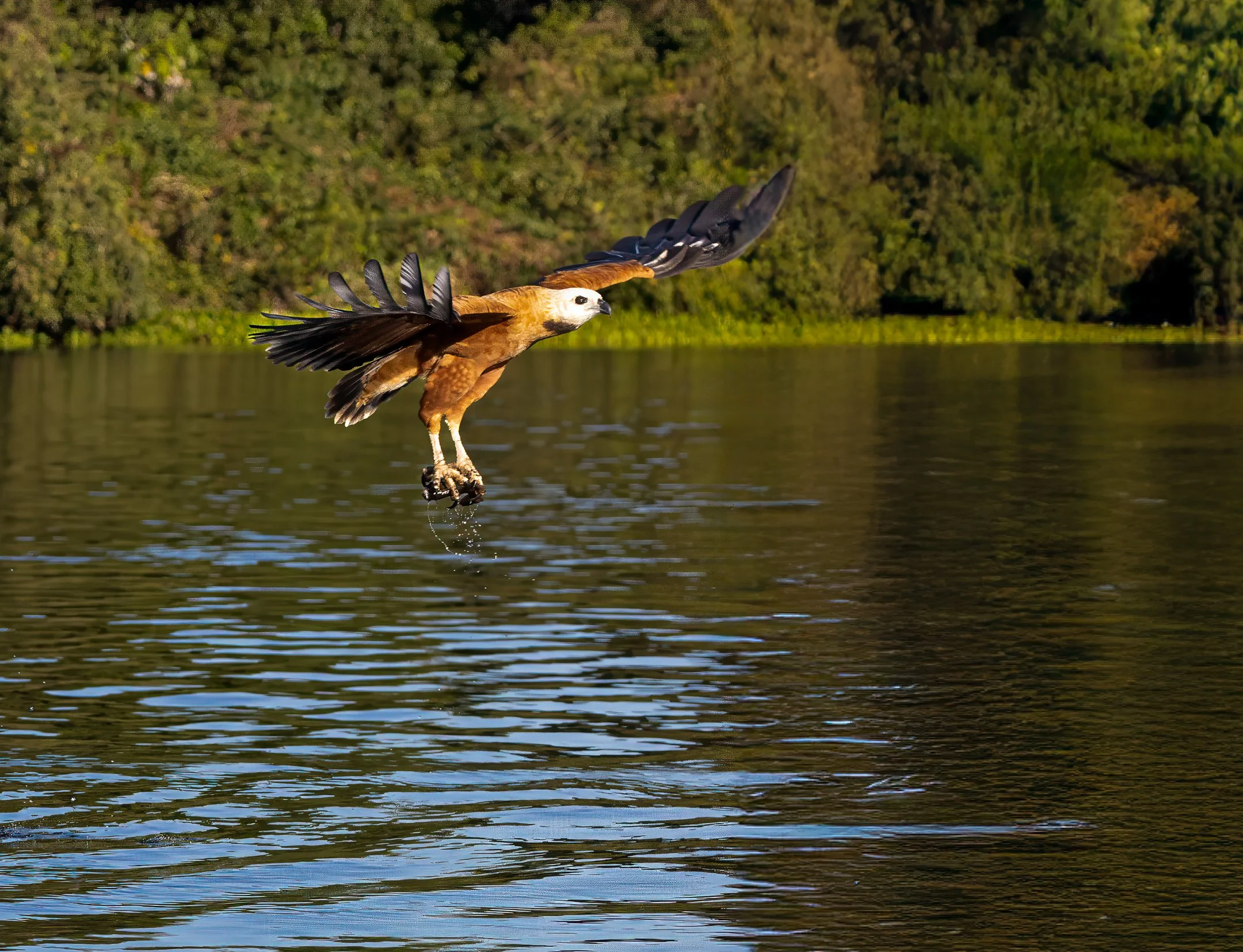N | Black Collared Hawk | Jim Knapp | Score: 13