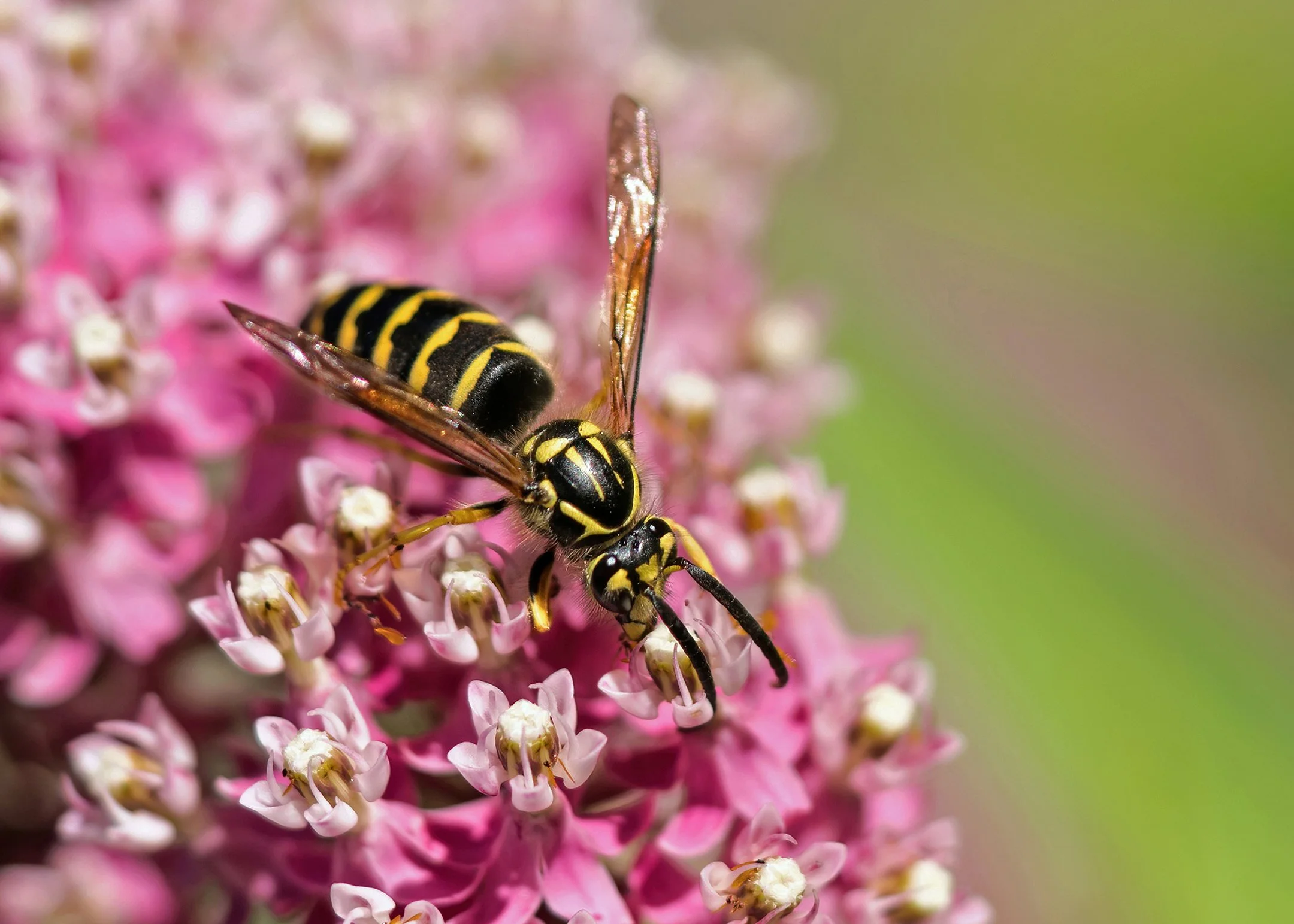 N | Yellowjacket on Swamp Milkweed | Diane Charvat | Score: 21