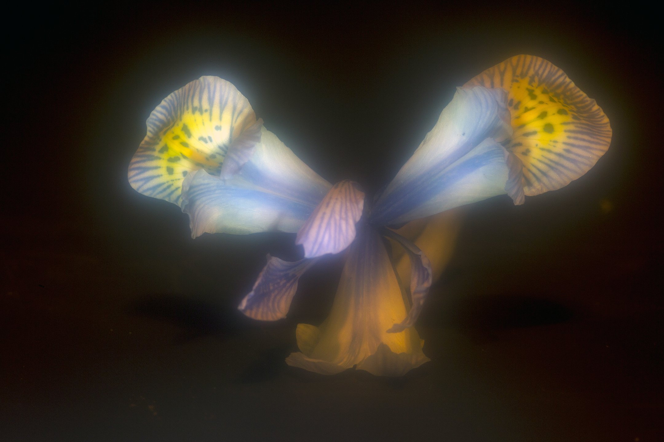 C | A Glow In the Shadows | Roger Fry | Score: 11