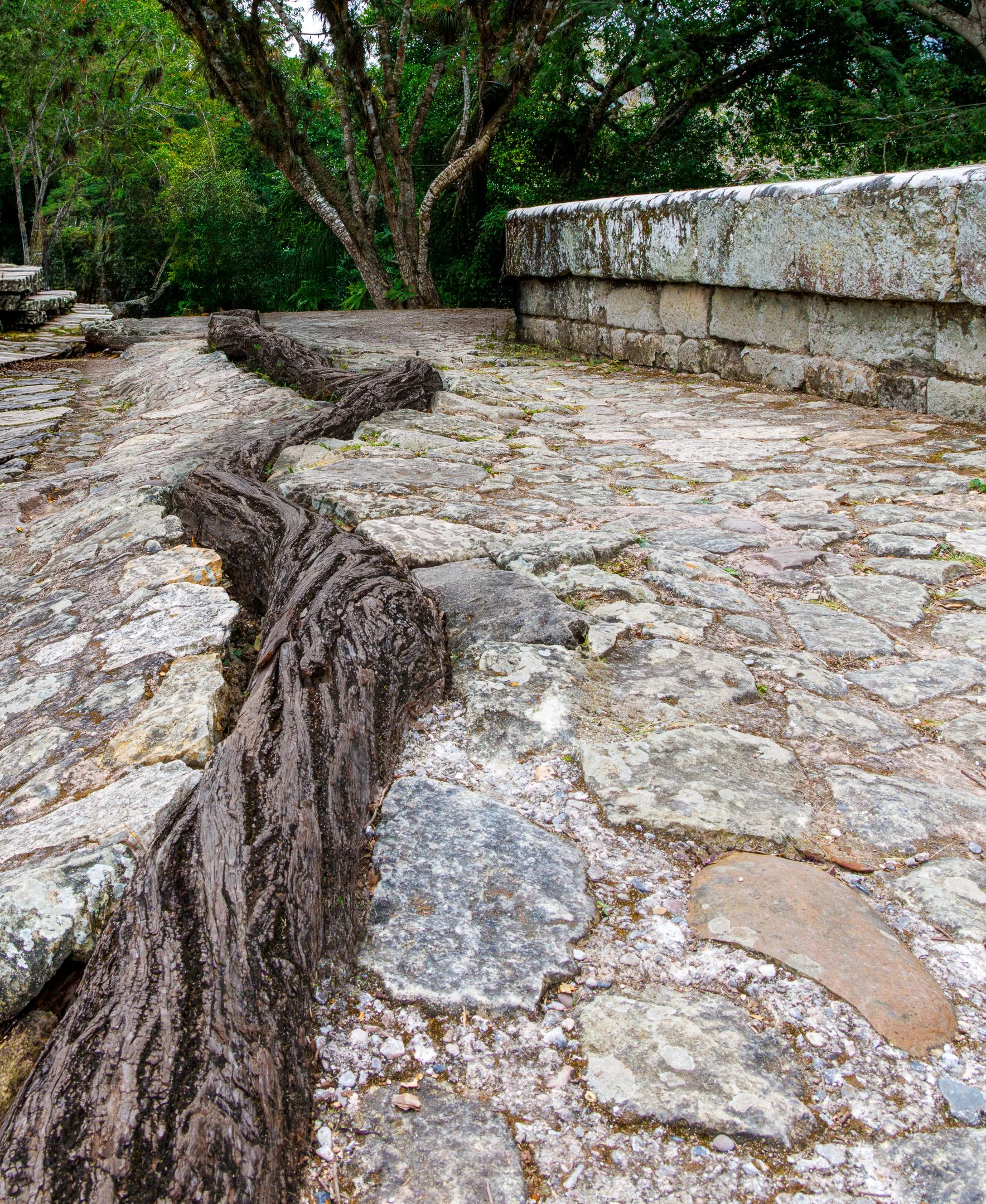 O | Root In the Ruins | Jim Knapp | Score: 18