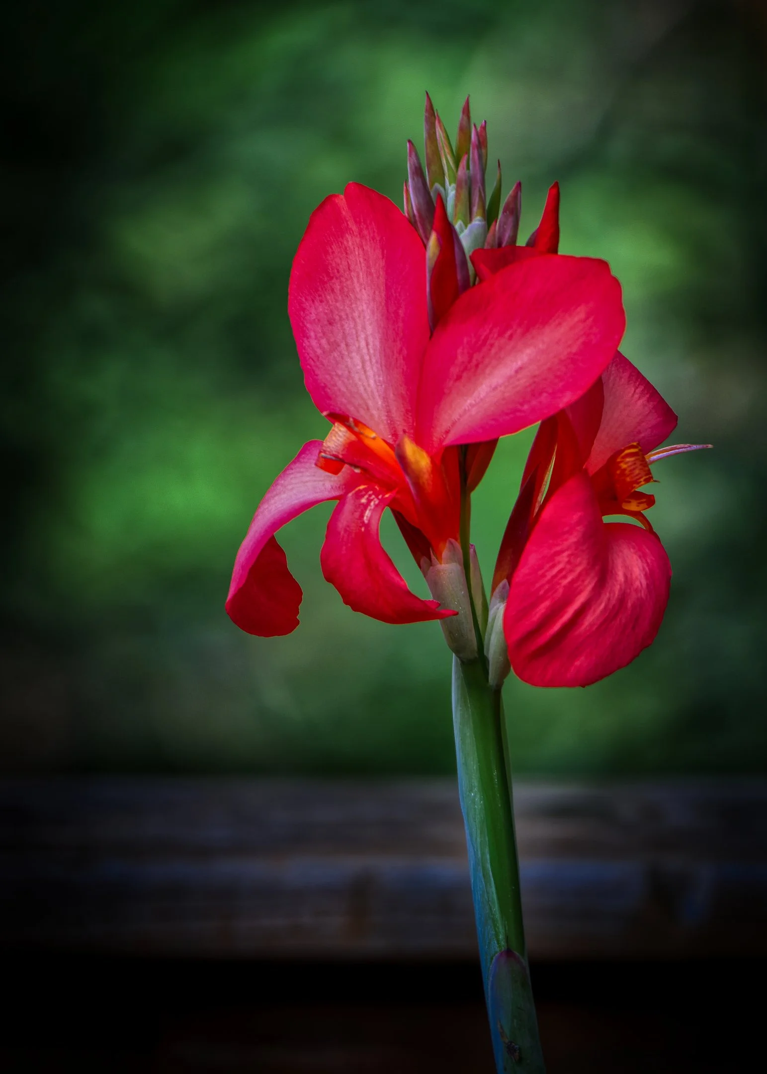 O | Canna Or Not | Larry Howard | Score: 19