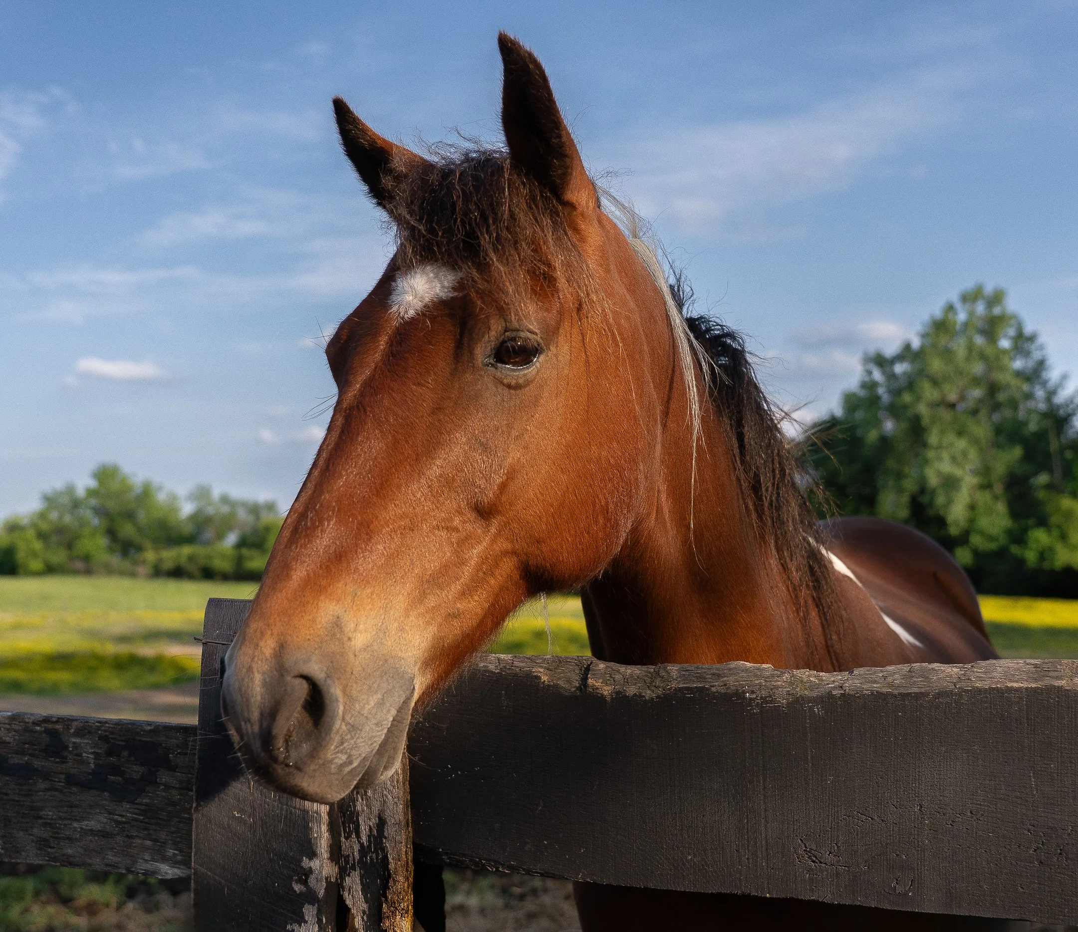 O | Pretty boy | Jeanne Quillan | Score: 23