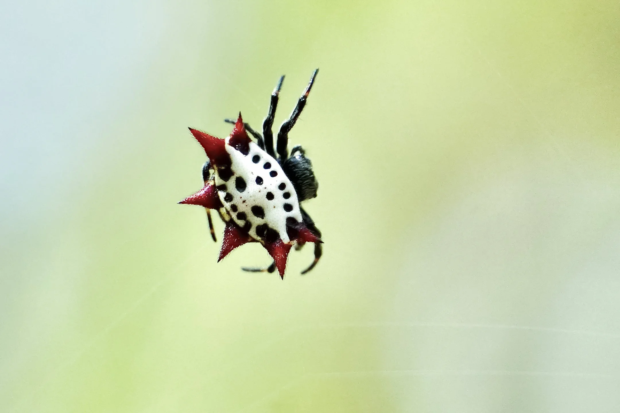 A | Spider At Work | Lori Ryskamp | Score: 11