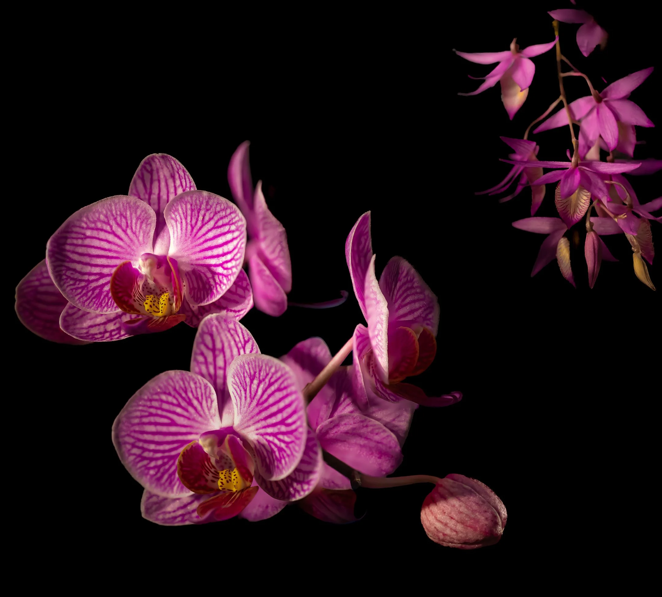 O | Moth Orchid Bloom | Gary Kirfman | Score: 18