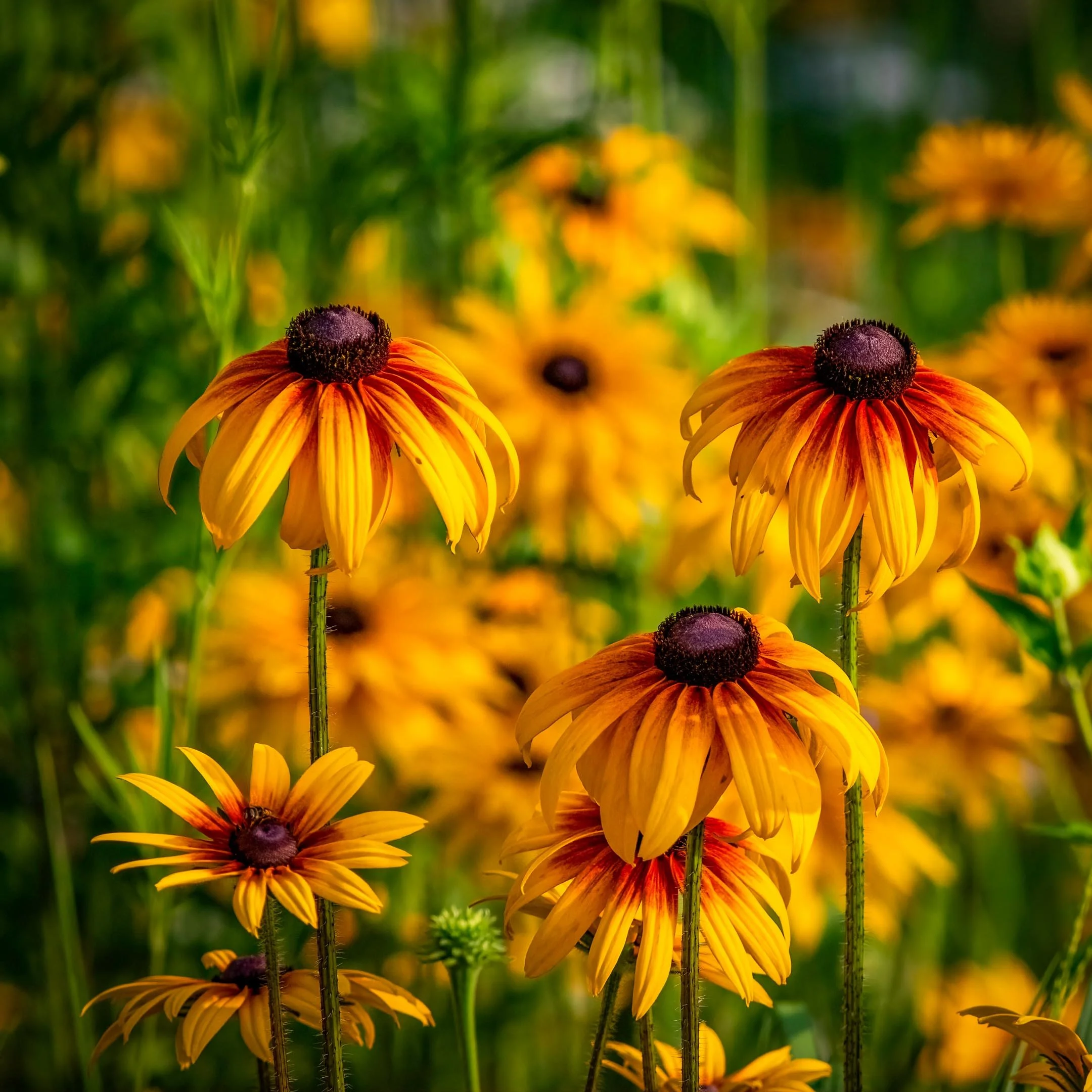 A | Spring Blooms | Mike Bergeon | Score: 20