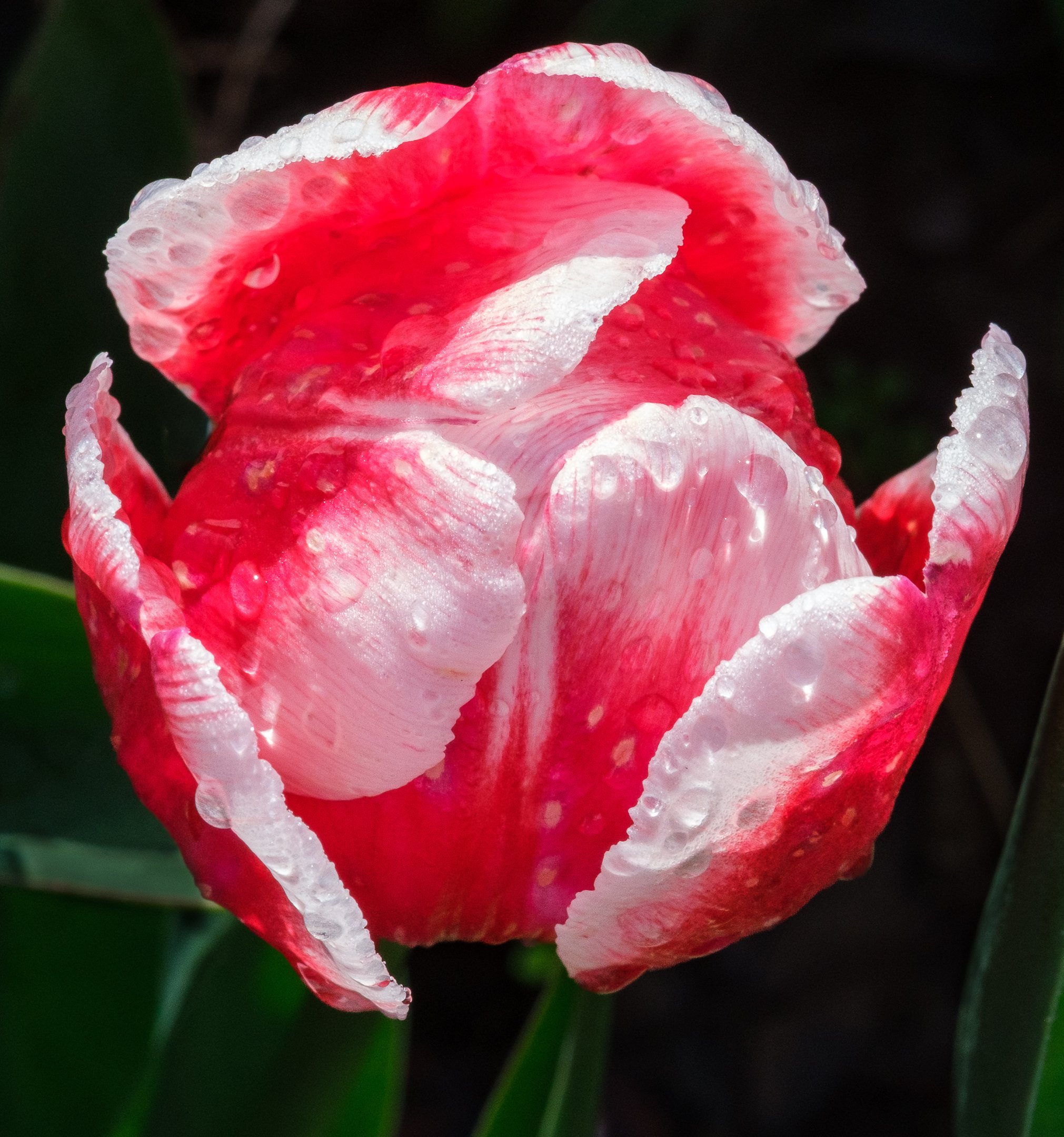 A | Dewy Tulip | Kim Ives | Score: 18