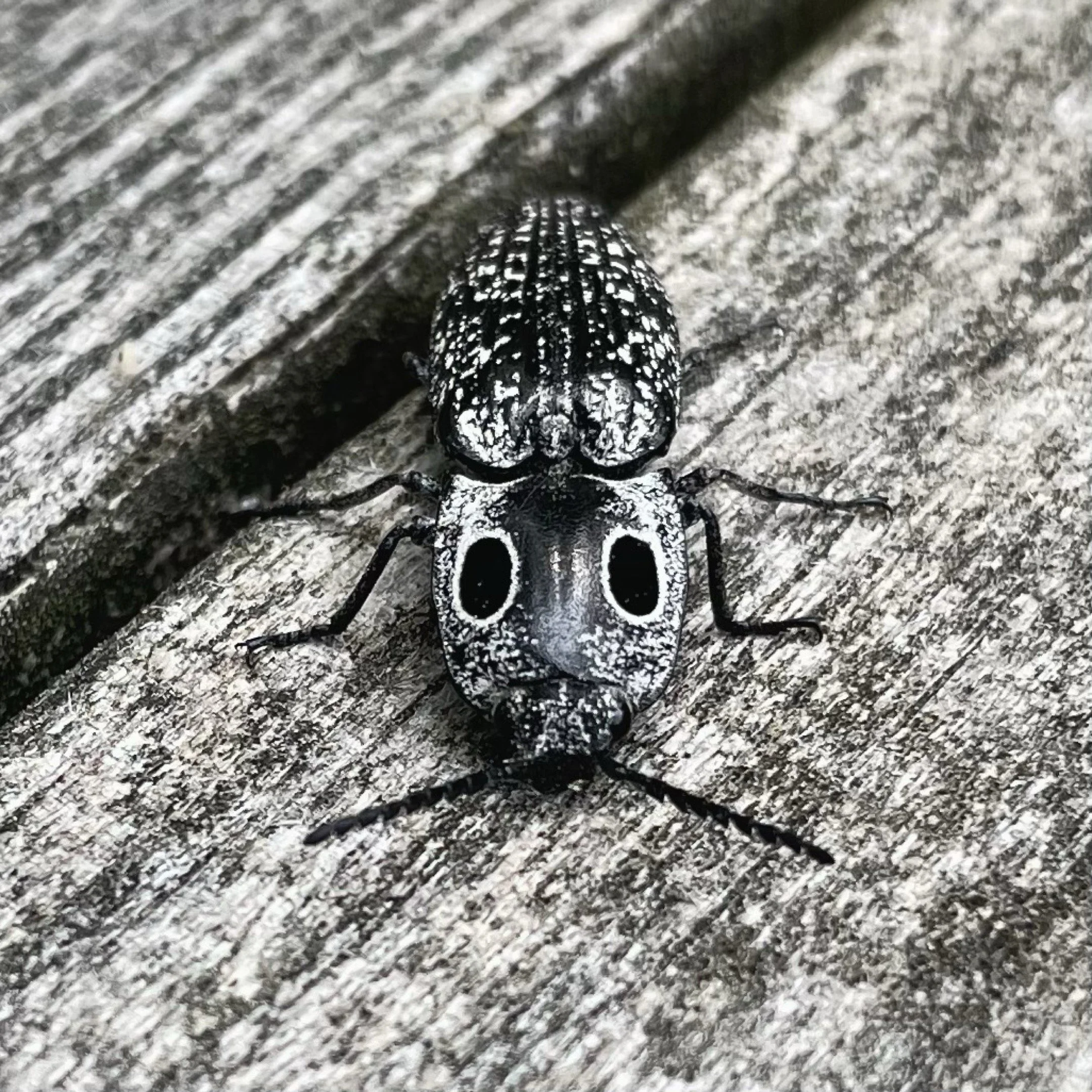 A | What Are You Looking At | Todd Harbin | Score: 13