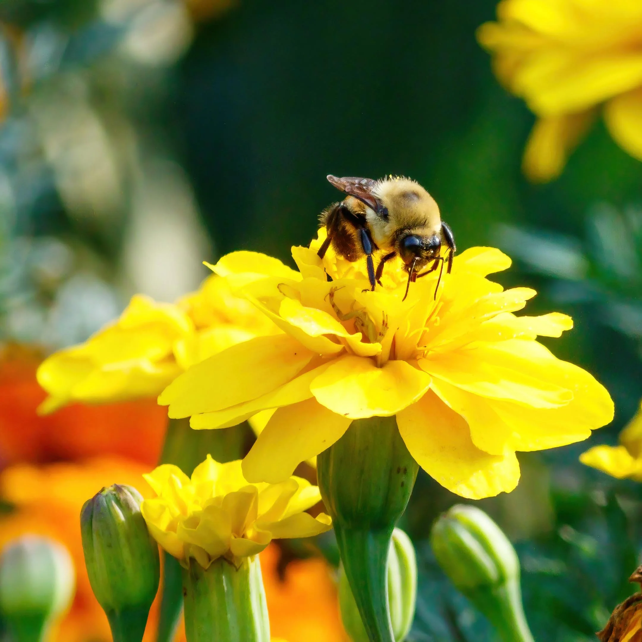 A | Bumble Bee | Mike Bergeon | Score: 12