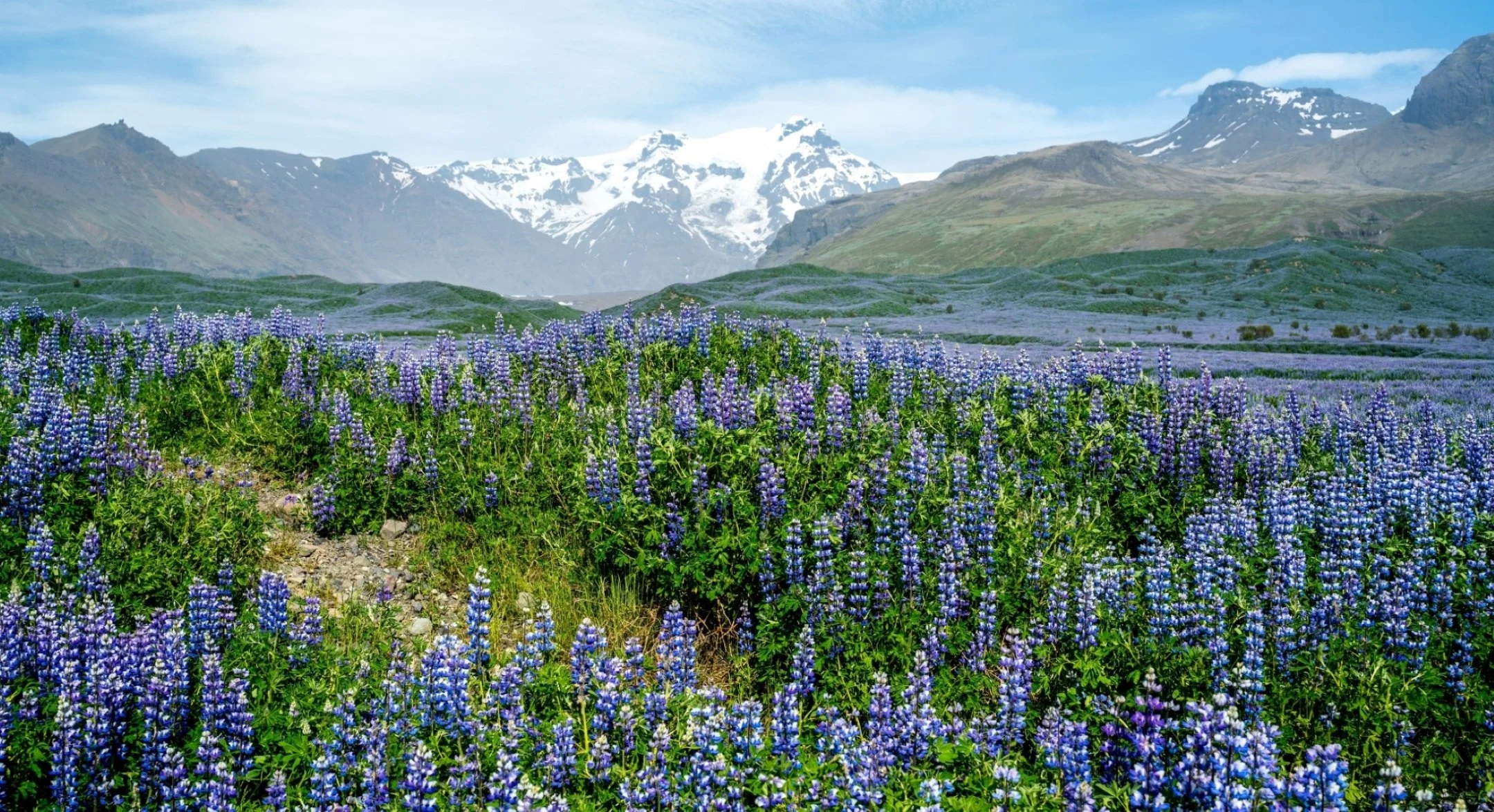 A | Lupines Iceland | Maddur Badarinath | Score: 19