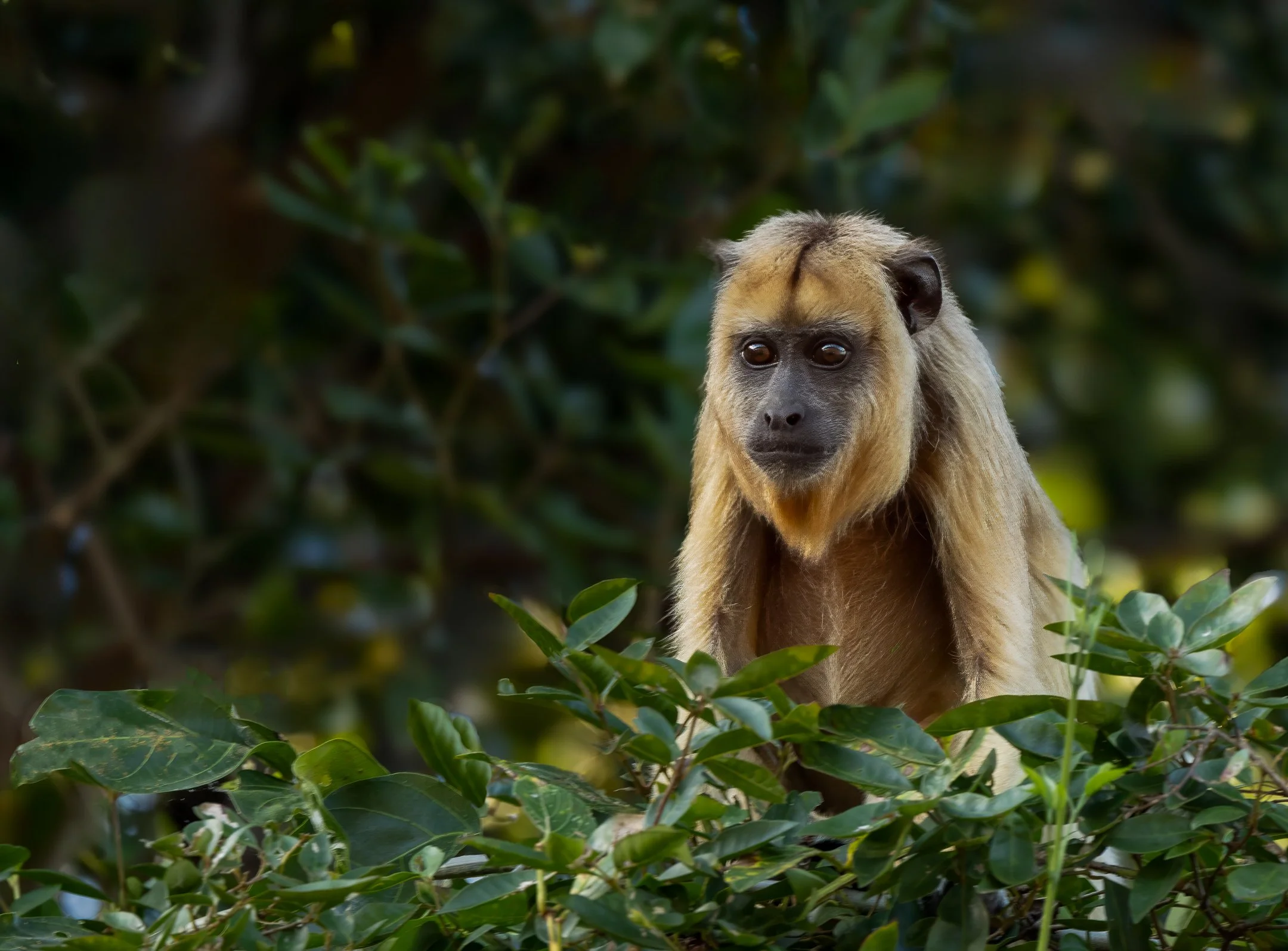 N | Gold Howler Monkey | Jim Knapp | Score: 22