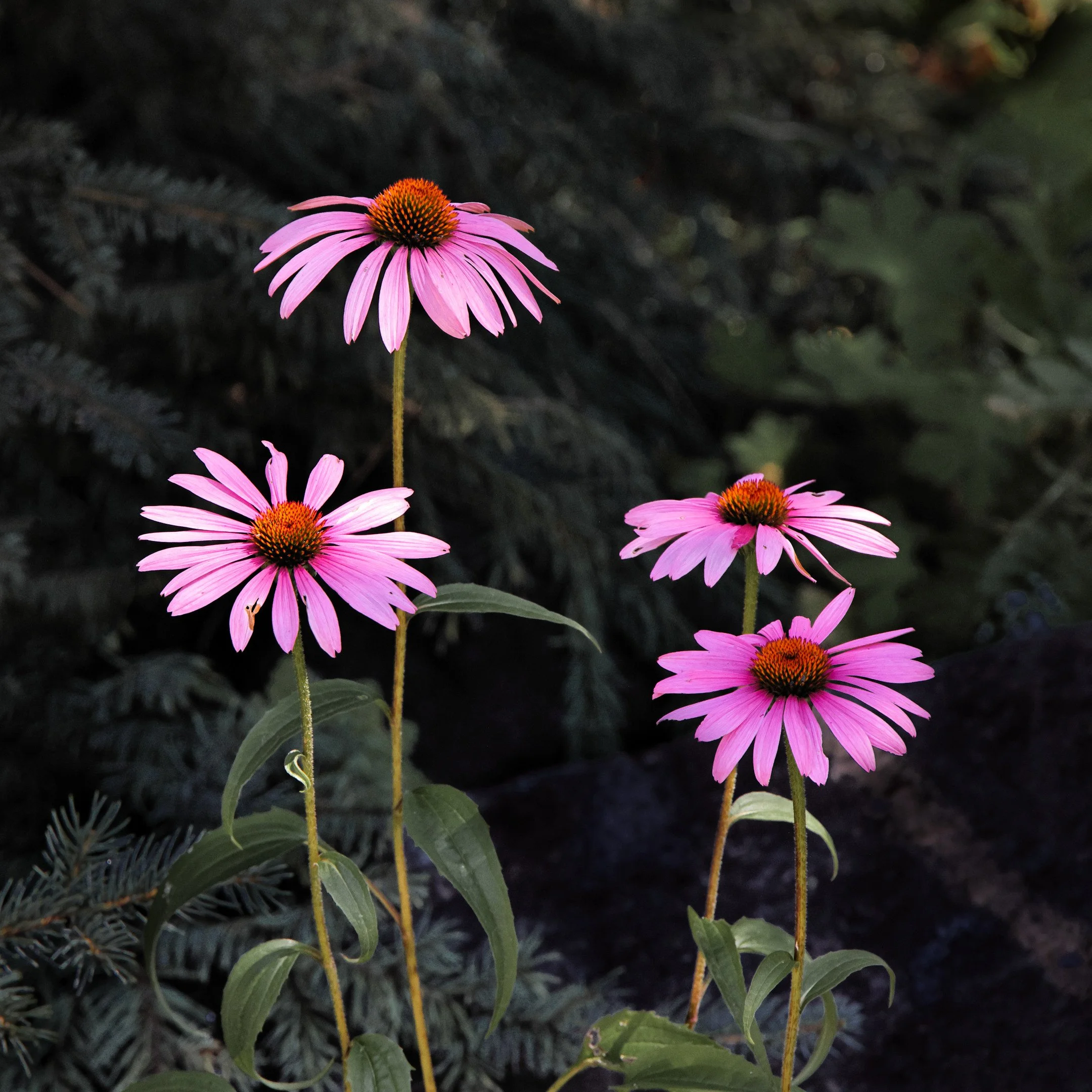 O | Purple Coneflower | Larry Howard | Score: 19