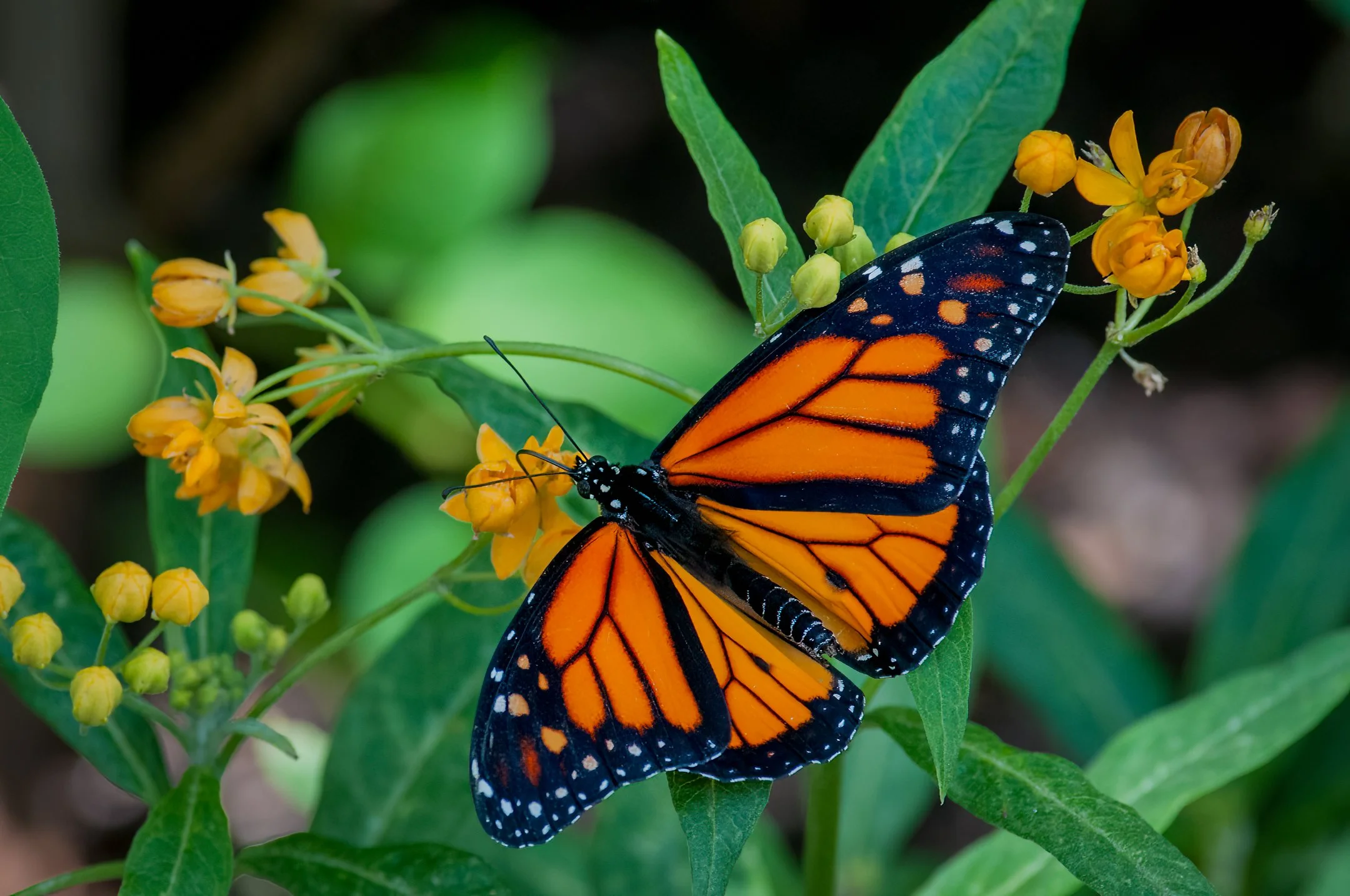 N | Backyard Beauty | Jim Shearer Jr. | Score: 18