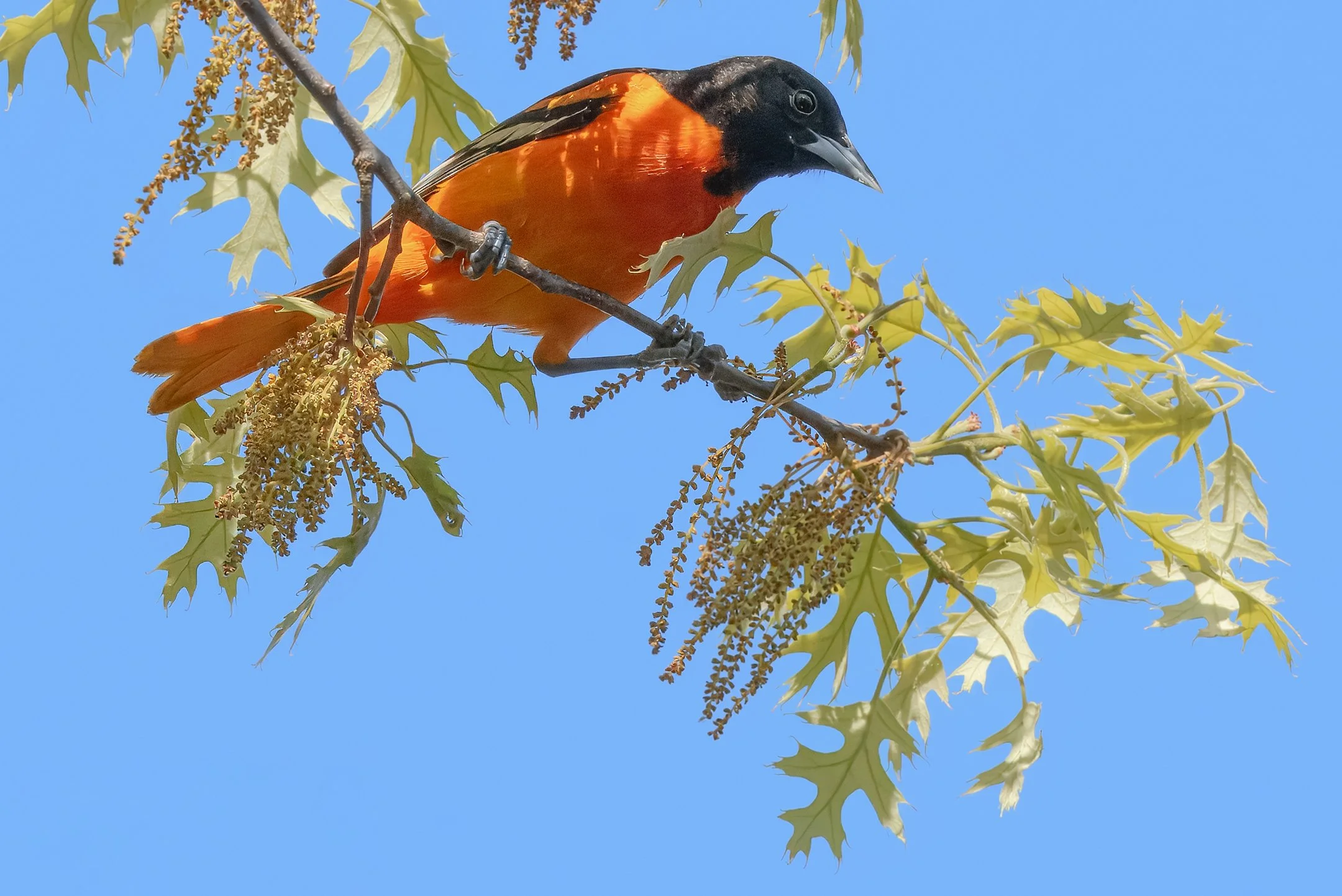 N | Oriole On Oak | Marty Keirnan | Score: 17