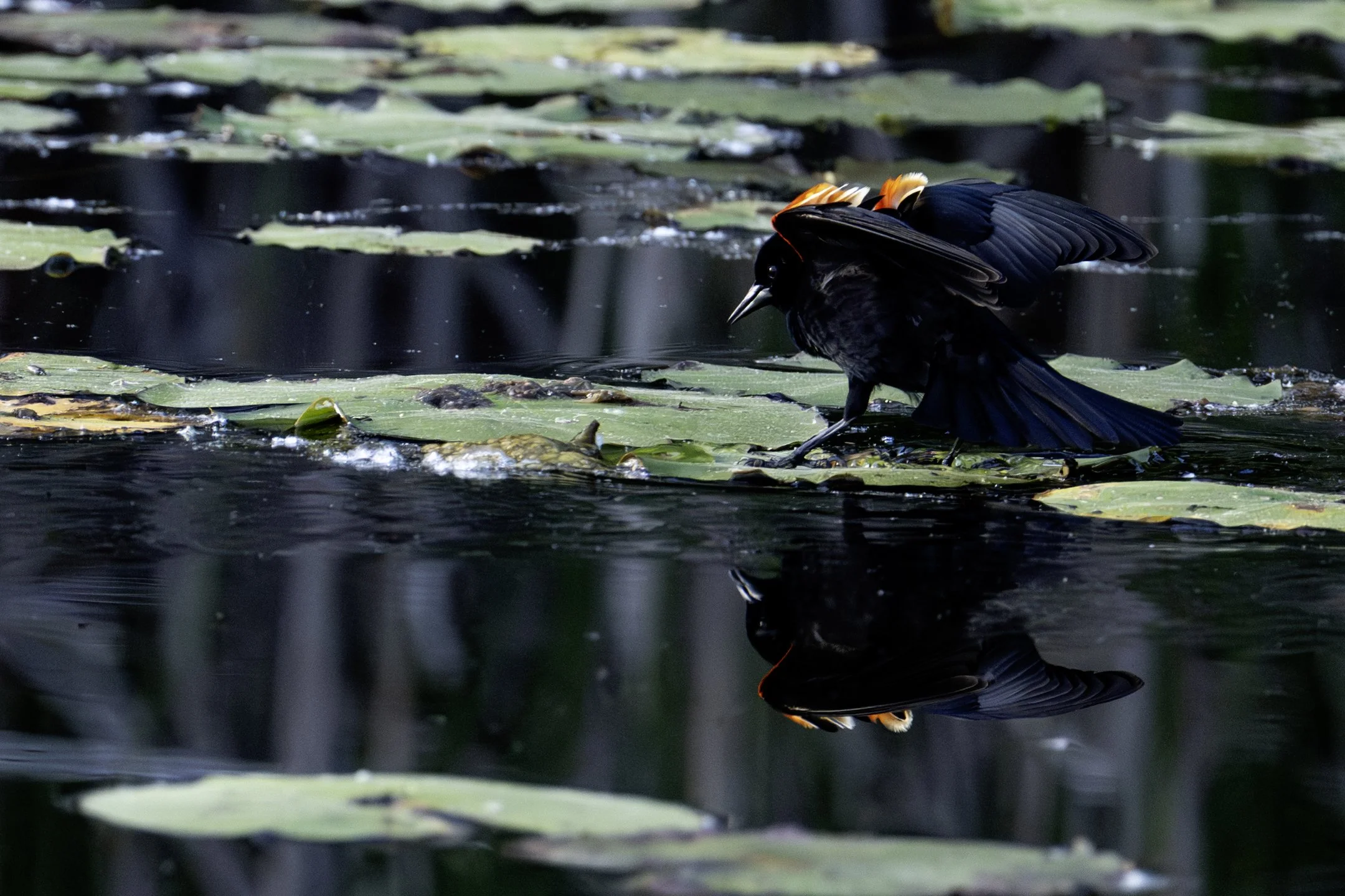 A | Red Winged Blackbird on Lily Pad | Mary Tyrrell | Score: 15