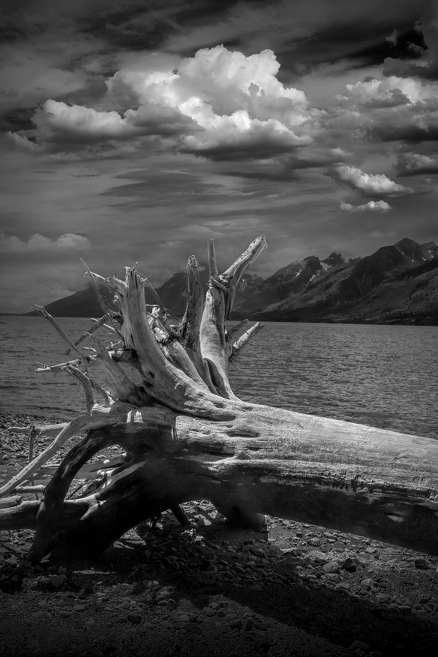 M | Fallen Tree Jackson Lake | Randy Nyhof | Score: 20