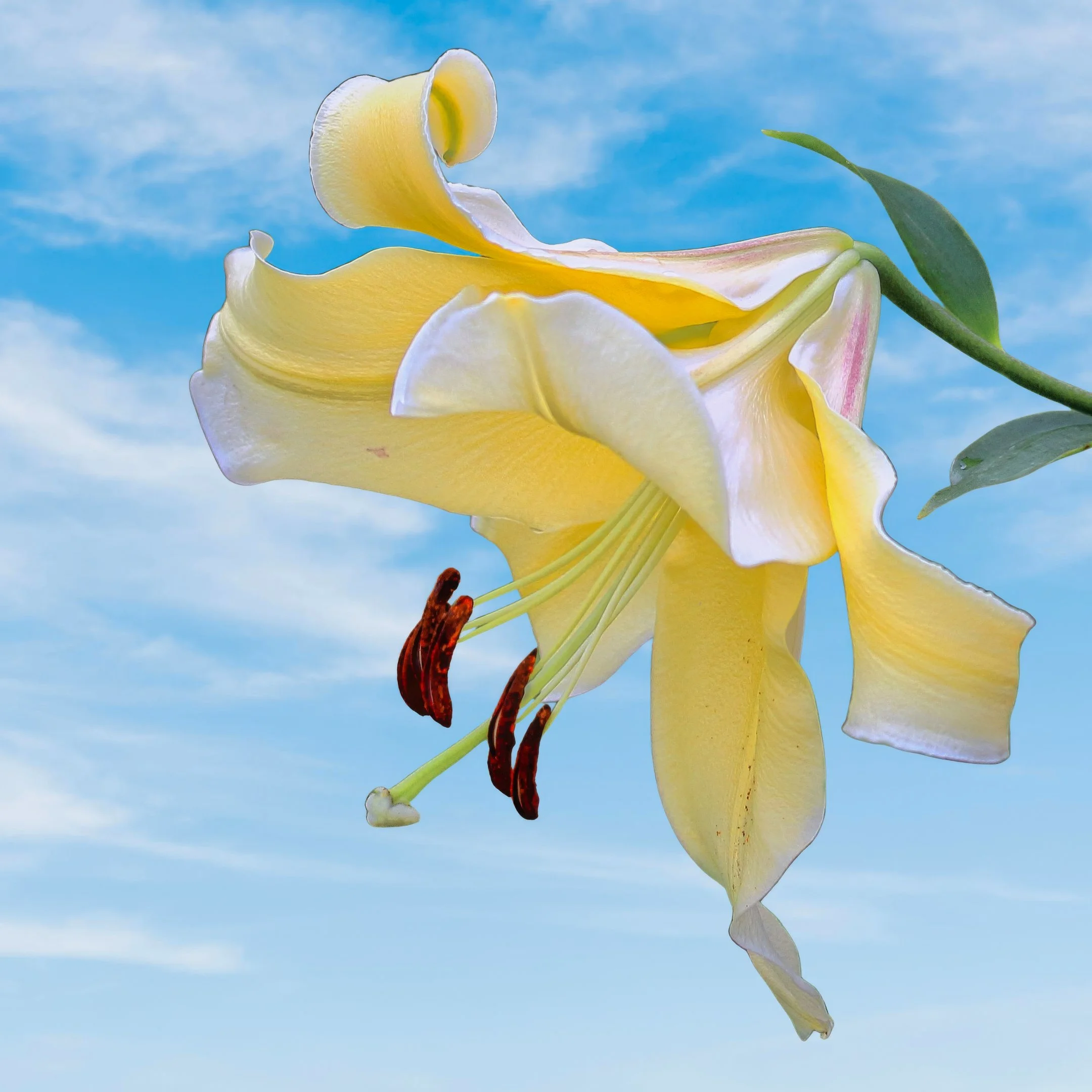 A | High Key Flower | Larry Howard | Score: 13