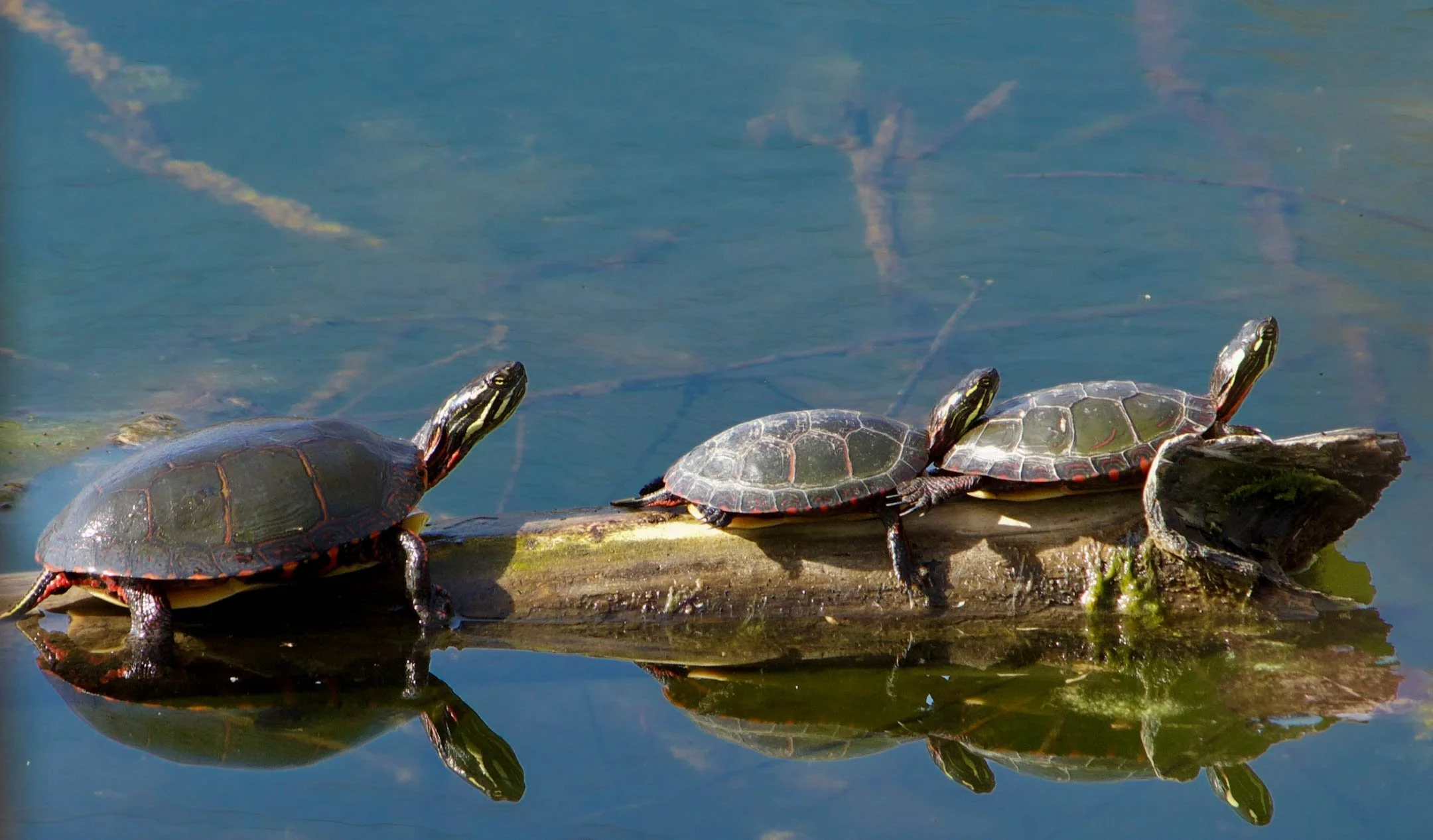 A | Turtles Like Negative Space | Sandy Freed | Score: 17