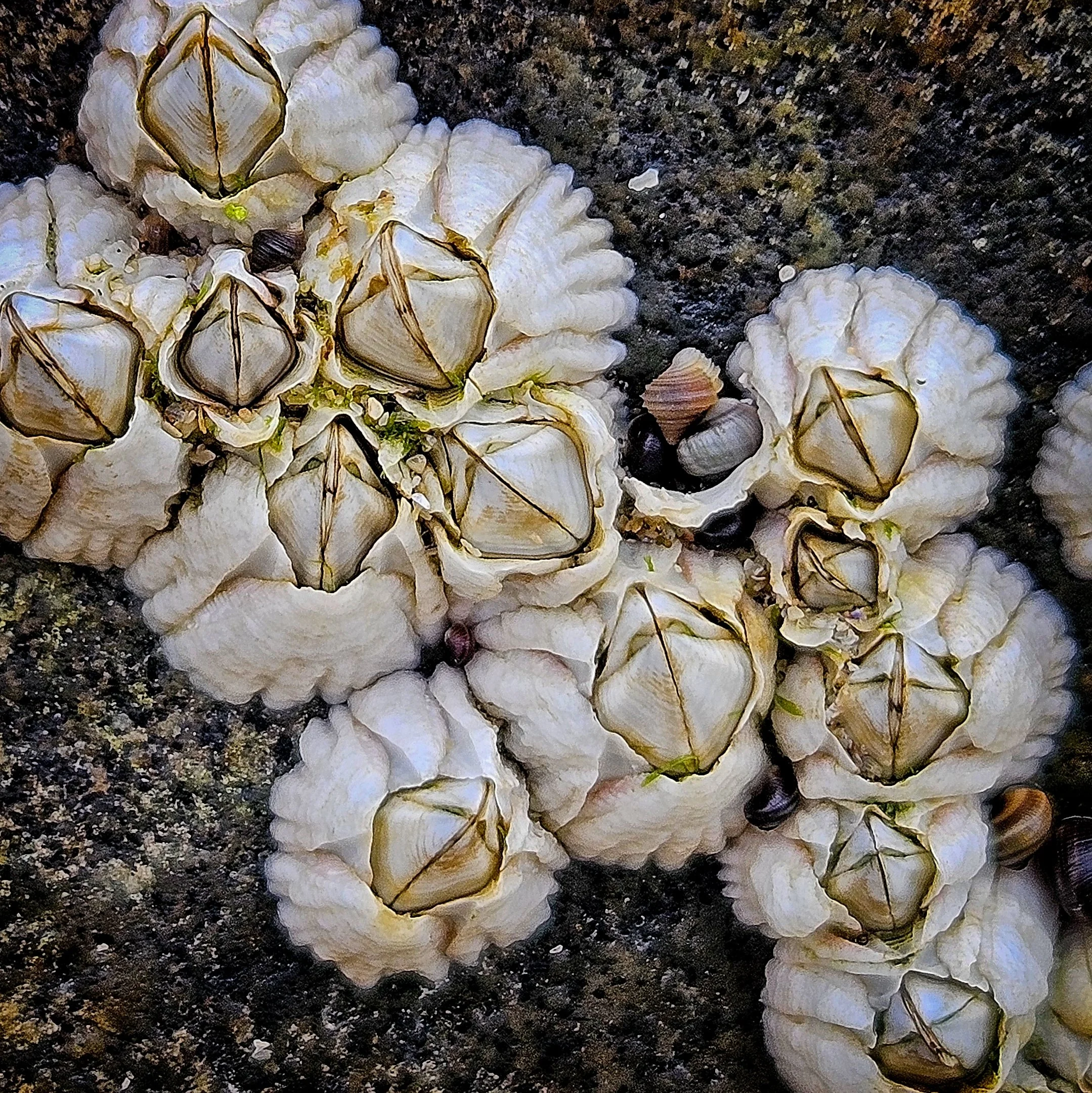 N | Barnacles And Snails | Michael Koole | Score: 20