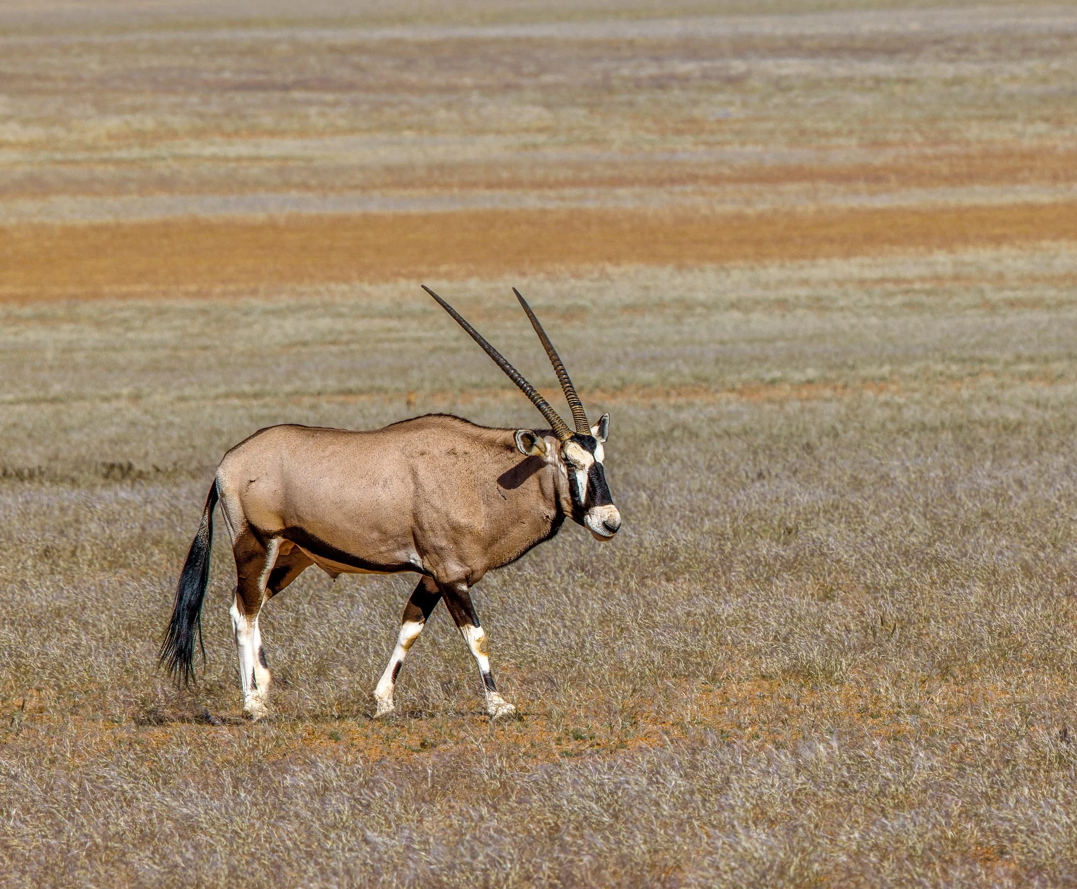 N | Desert Oryx | Jim Knapp | Score: 20