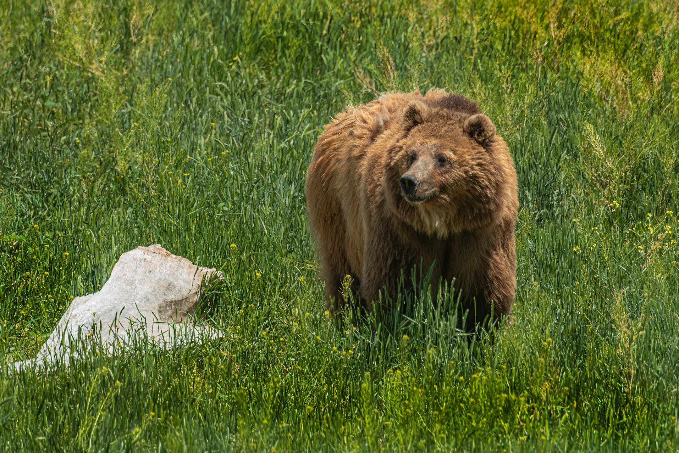 A | Brown Bear White Rock | Jack Eichner | Score: 11