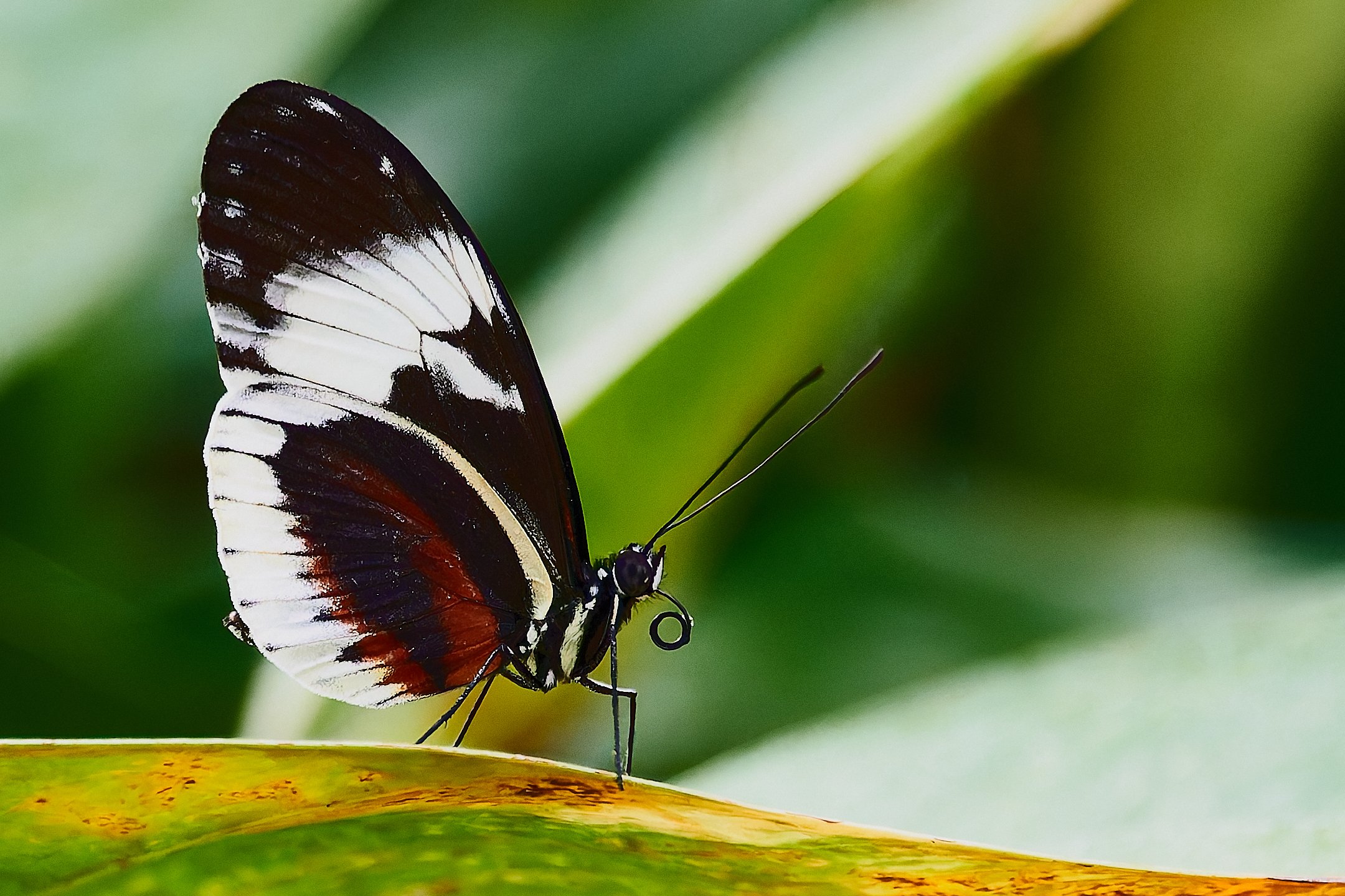 A | Delicate Balance On a Leaf | James Zeman | Score: 12