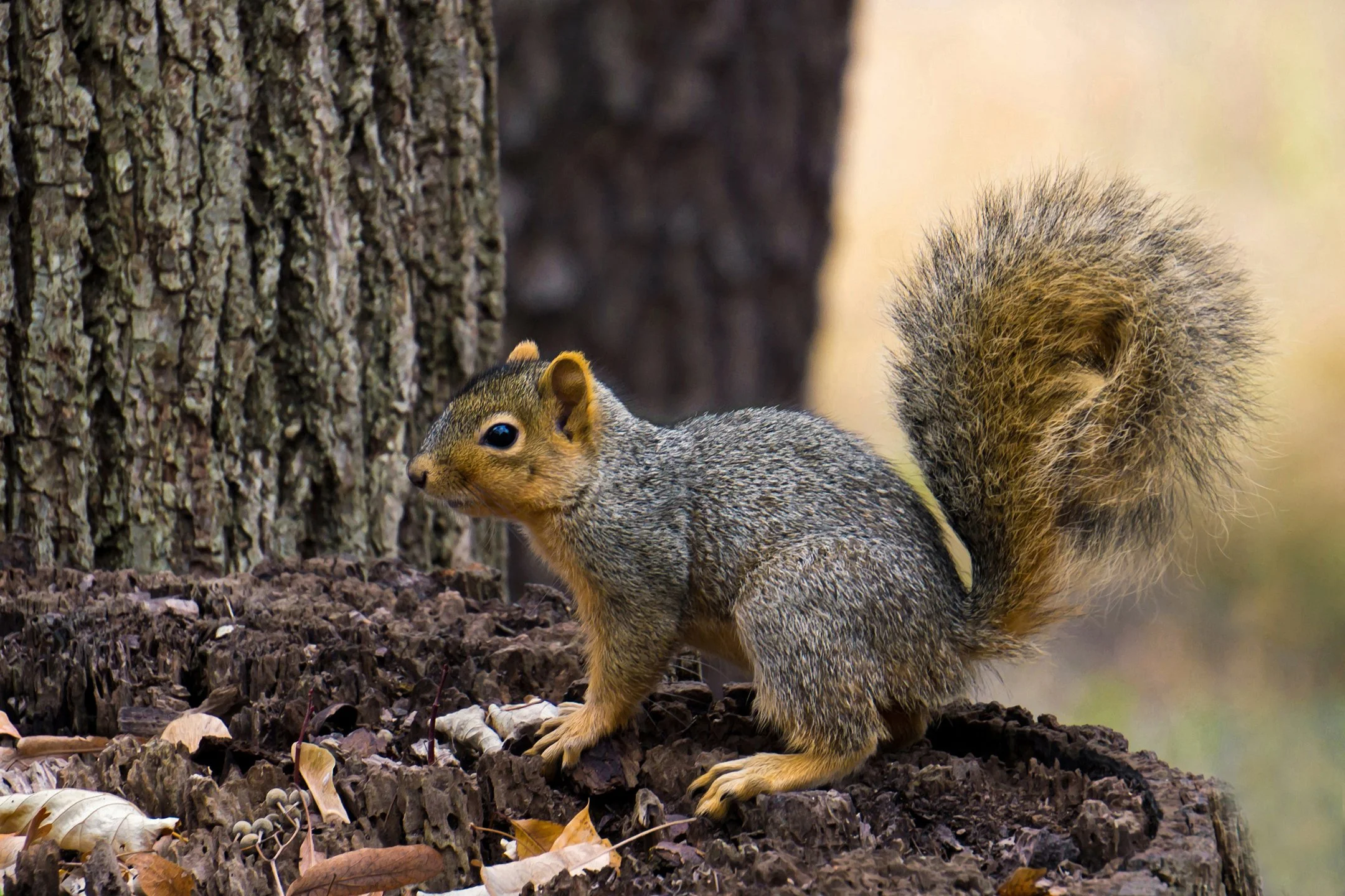 N | Bushy Tail | Diane Charvat | Score: 14