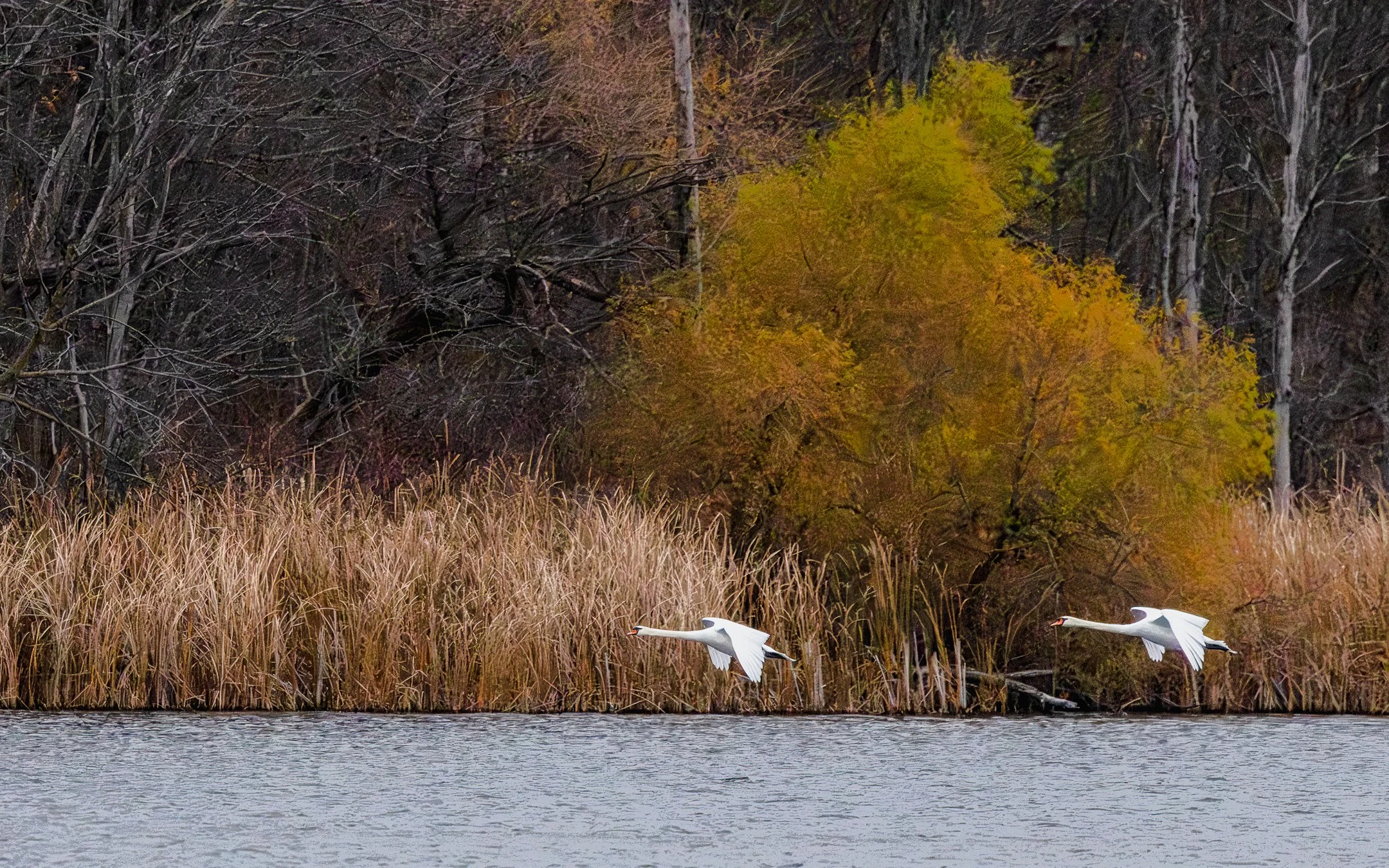N | Under the Radar | Norbert Kugele | Score: 12