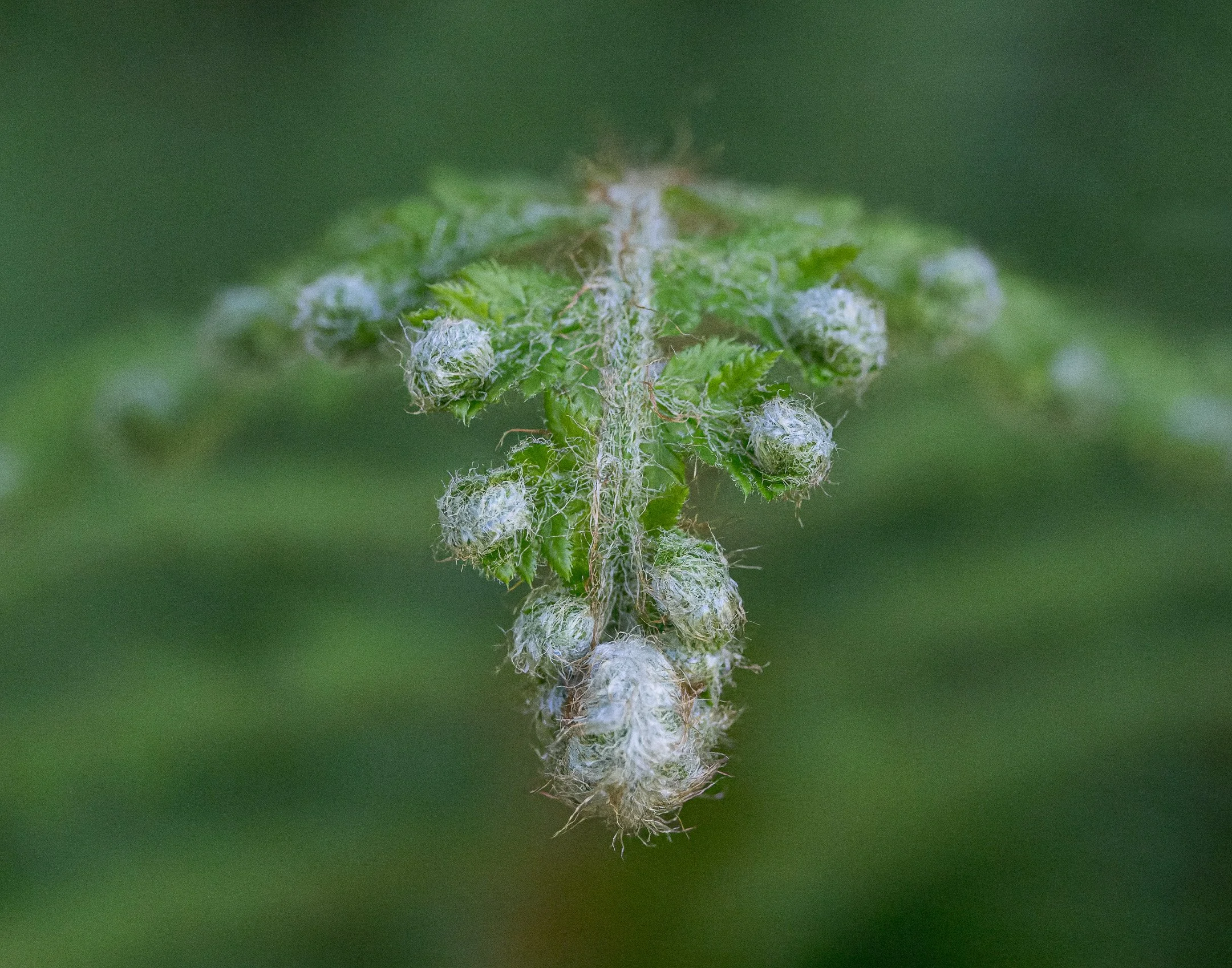 A | Unfurling | Jan Lewis | Score: 17