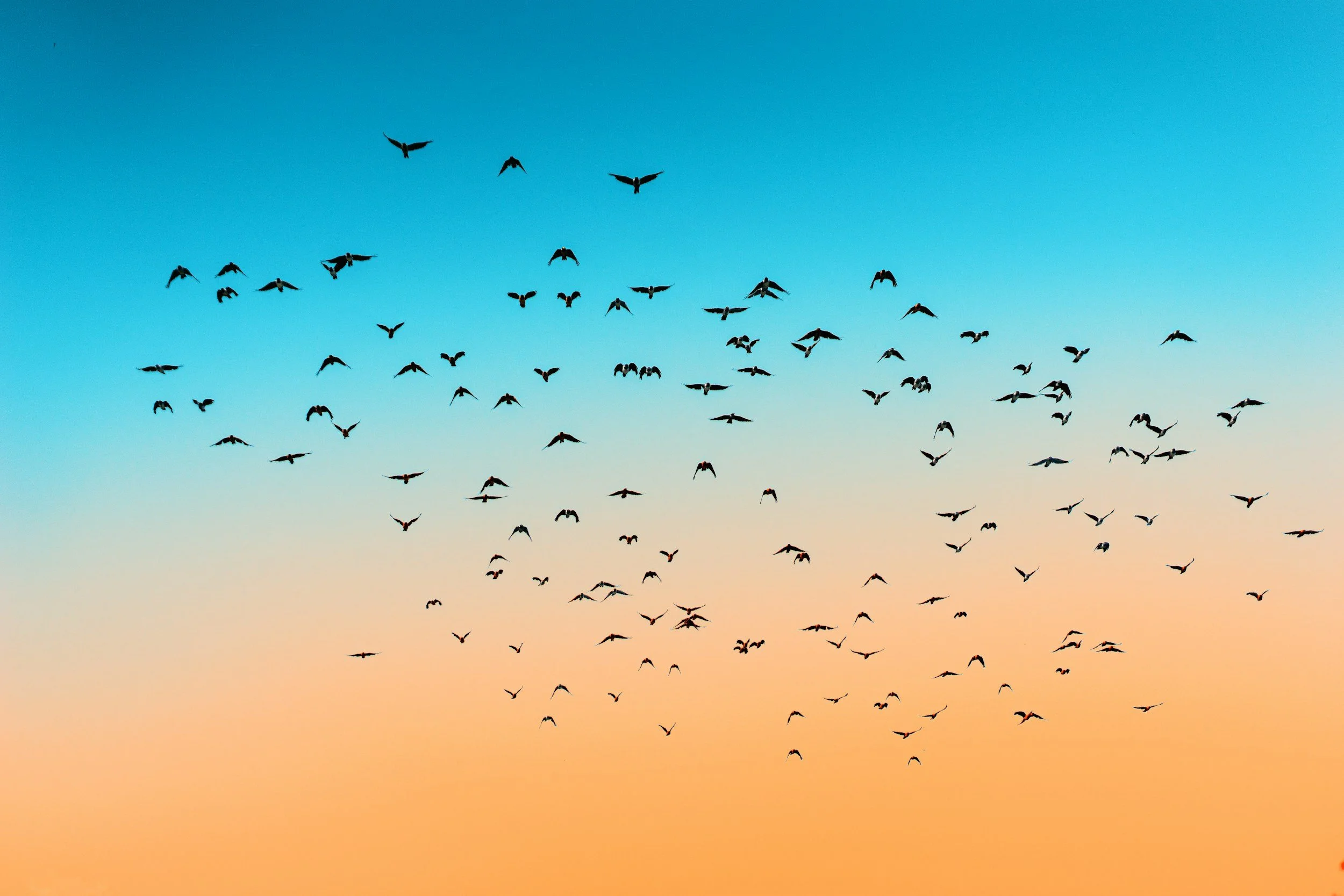 Birds flying together to suggest Senior business leaders navigating AI transformation, organizational trust, and executive decision-making