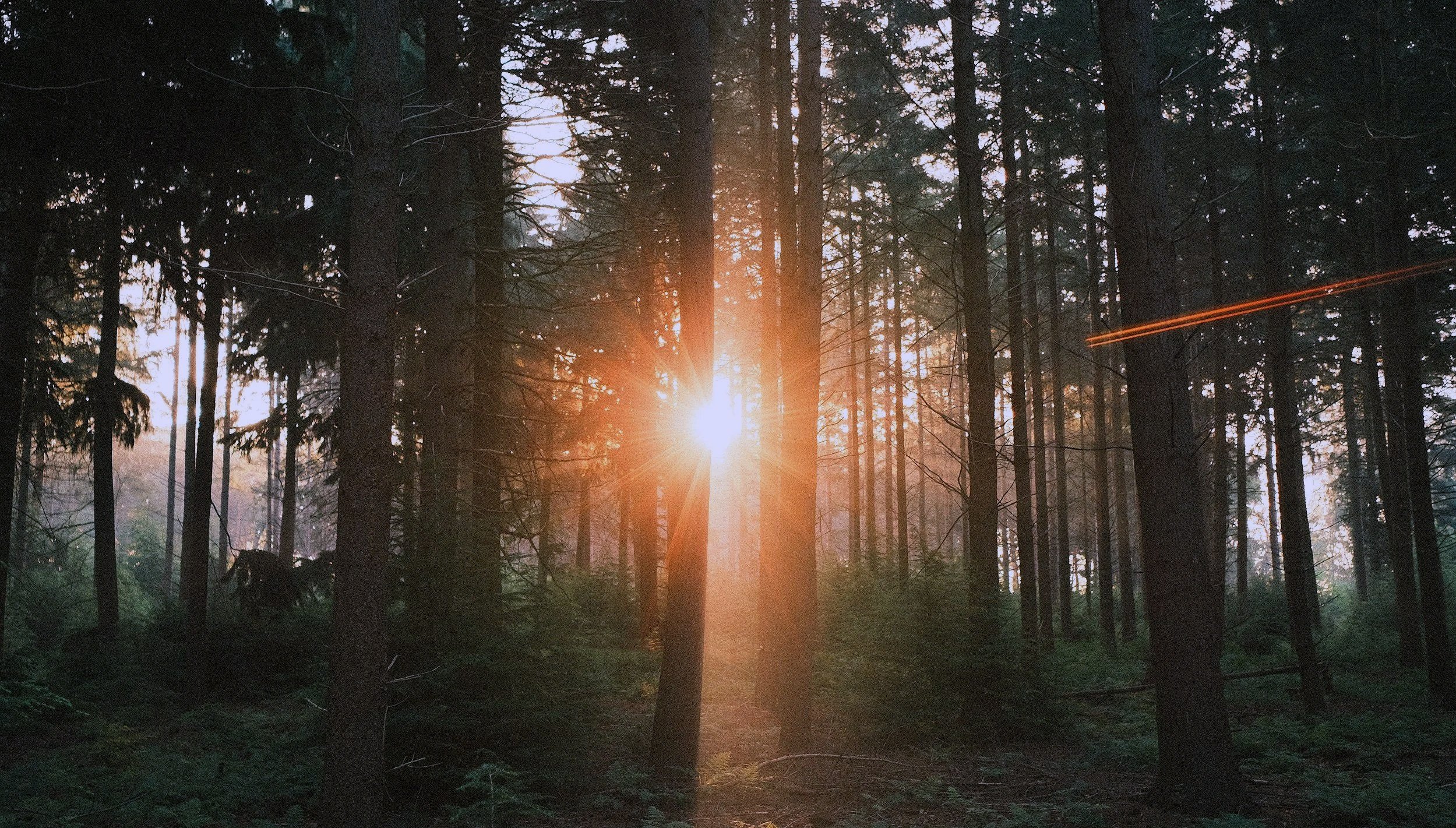 Light breaking through forest — finding clarity and  confidence through AI executive coaching