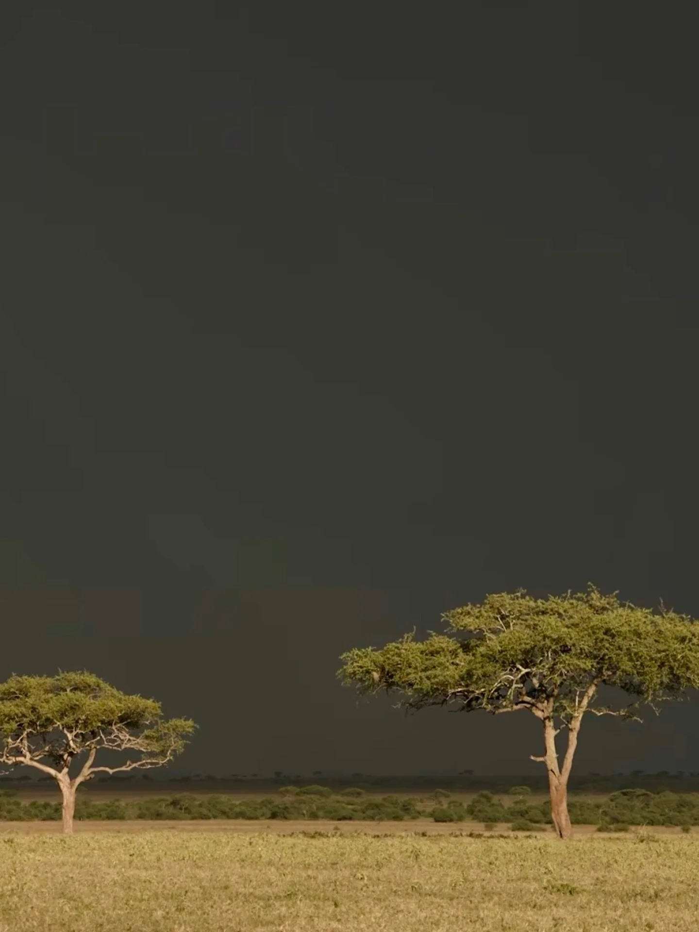 we love a moody sky. and we love Serengeti itinerary planning: especially in January and February where you get more greenery, better pricing, and fewer crowds. 💌 contact NVT now to plan your 2026 travels to Tanzania ! 

📷 at Singita (our wonderful