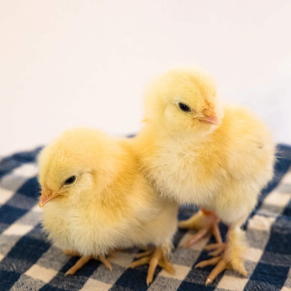 Chick (Re-ship)