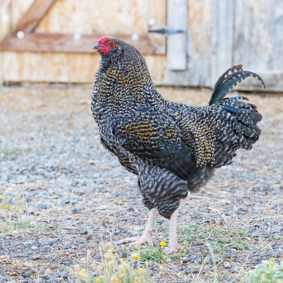 Juvenile or Adult Bird (Re-ship)
