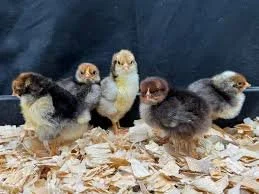 55 Flowery Hen Chicks