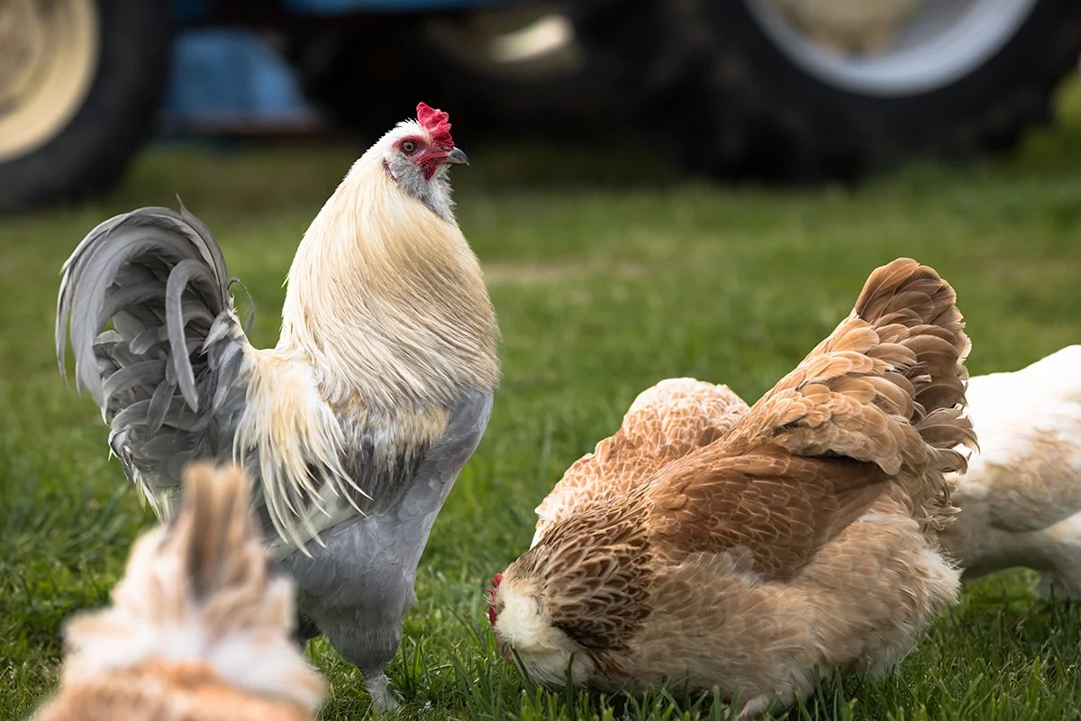 Bruno and Favy Hens.jpg