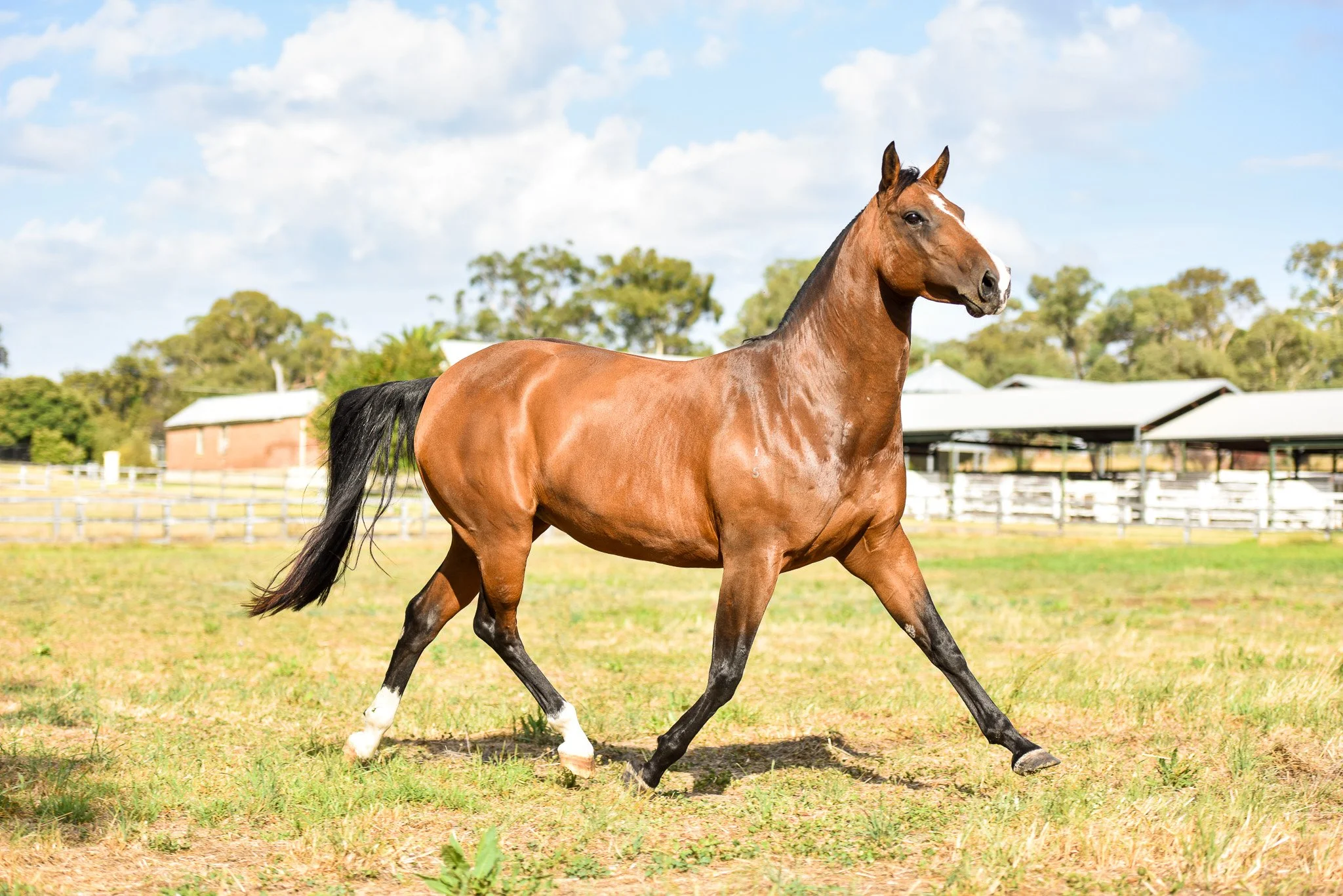 EQUINE SERVICES — Kalil Equine