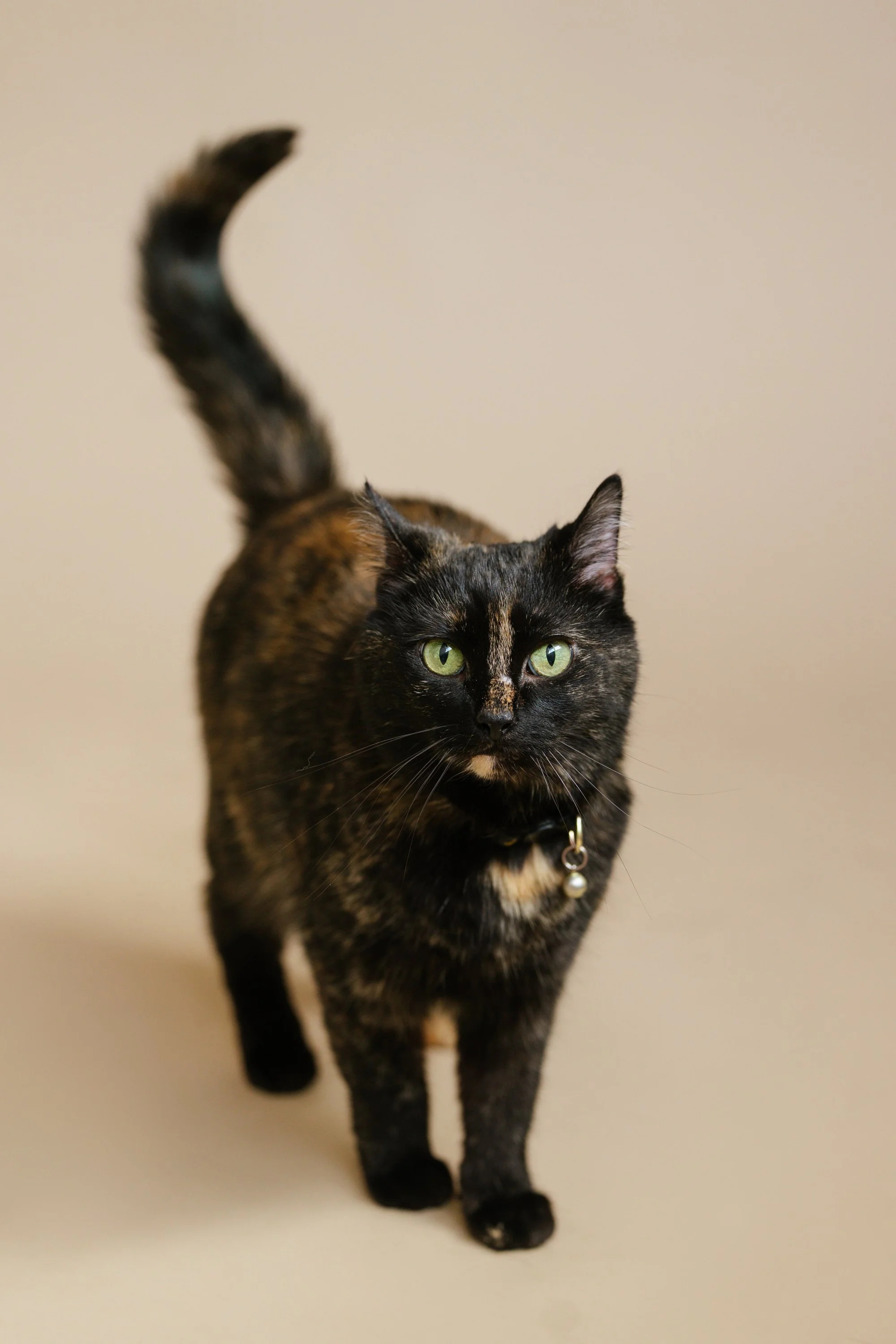 HELEN (CAT)