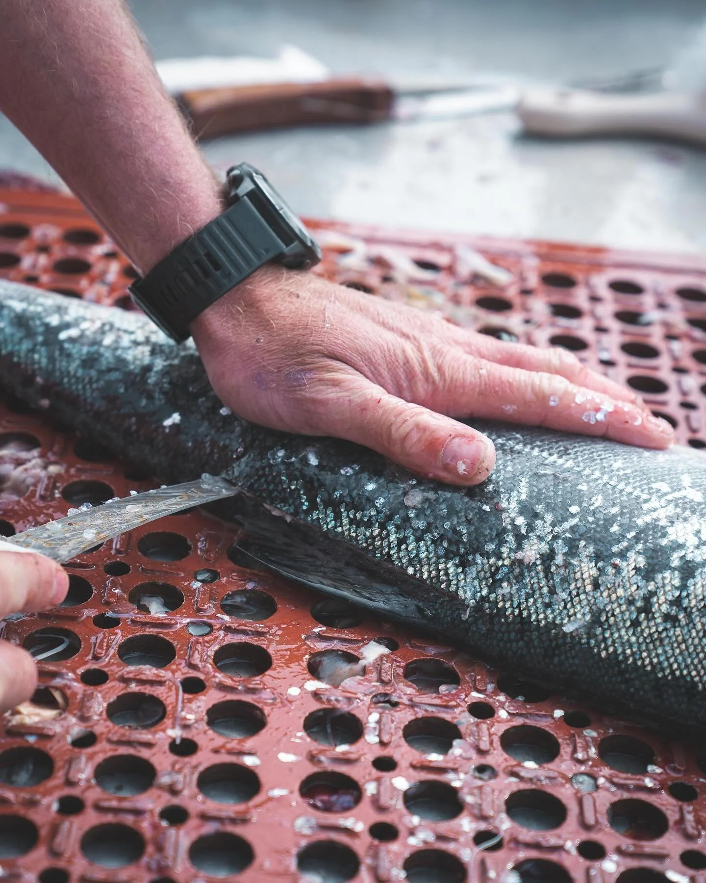 Caught this morning, filleted this afternoon, and enjoyed tonight. 🐟🔥 At Kodiak Wilderness Lodge, we bring you closer to nature with every bite. Fresh, wild, and delicious&mdash;just the way it should be.

#KodiakWildernessLodge #FreshSalmon #Alask