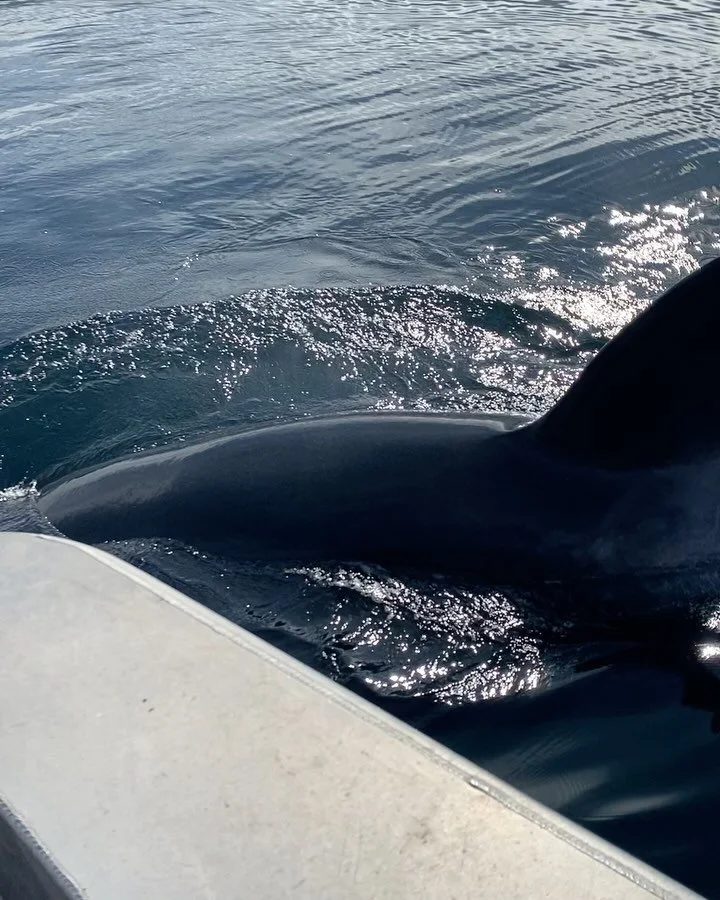 Floating above the waves and the wild&mdash;sure does make you feel alive!🌊🐋 

#Sail #OrcaWhale #CloseEncounters #WildAlaska #KillerWhale