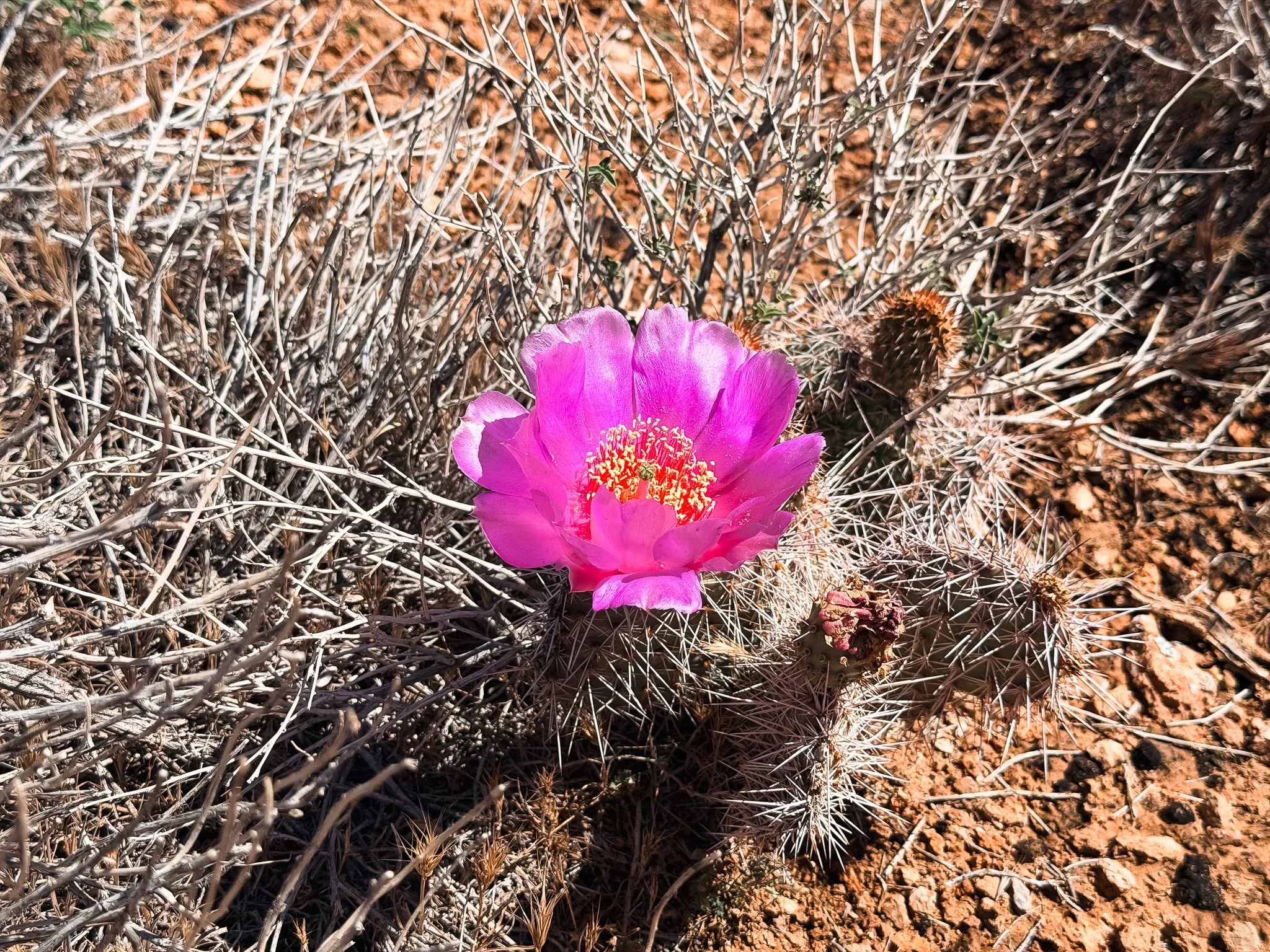 Close-up of a bright magenta hedgehog cactus bloom surrounded by dry brush, red dirt, and desert spines in southern Utah.