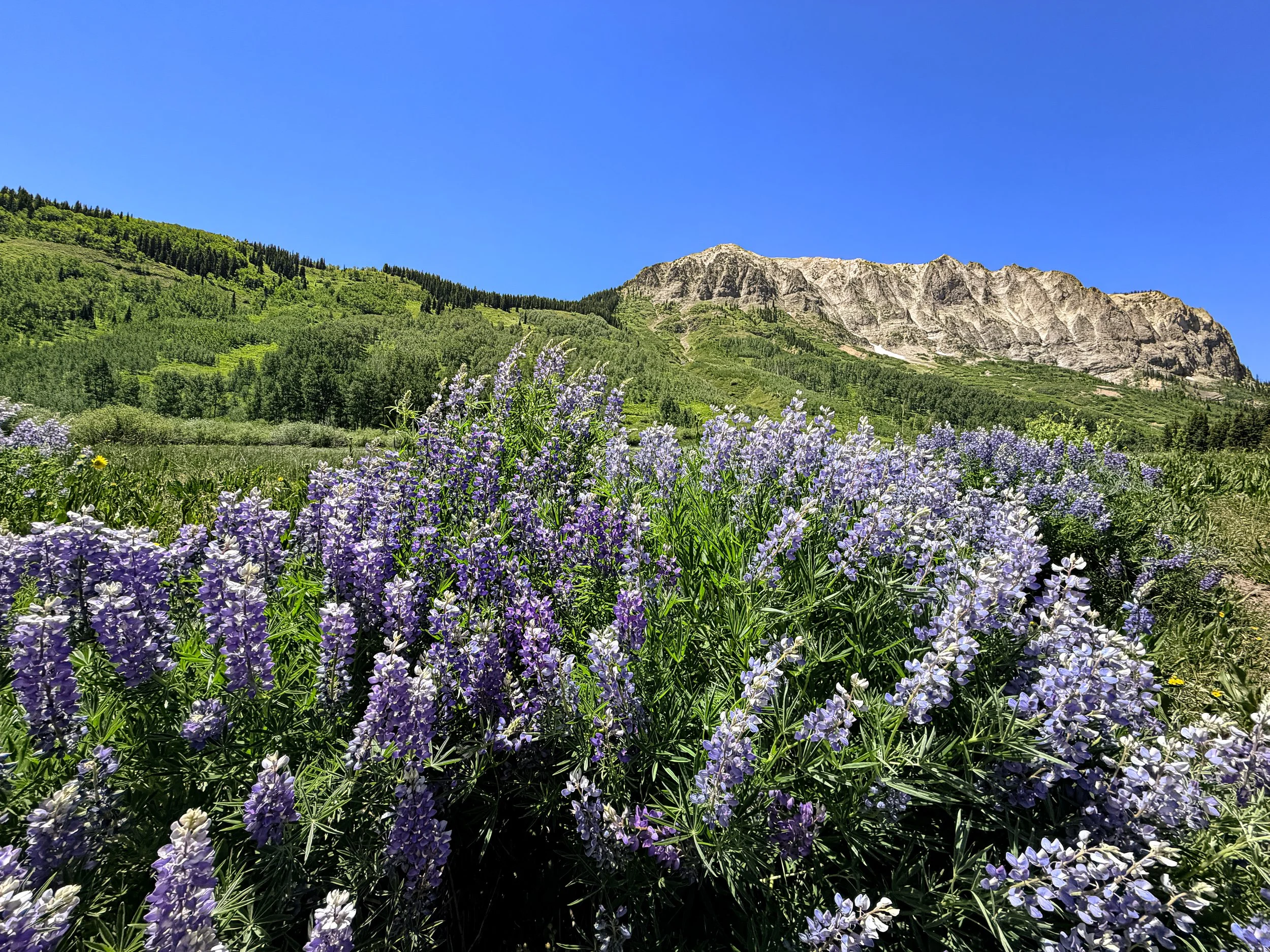 Purple lupine wildflowers blooming in front of the mountains near Crested Butte, Colorado.