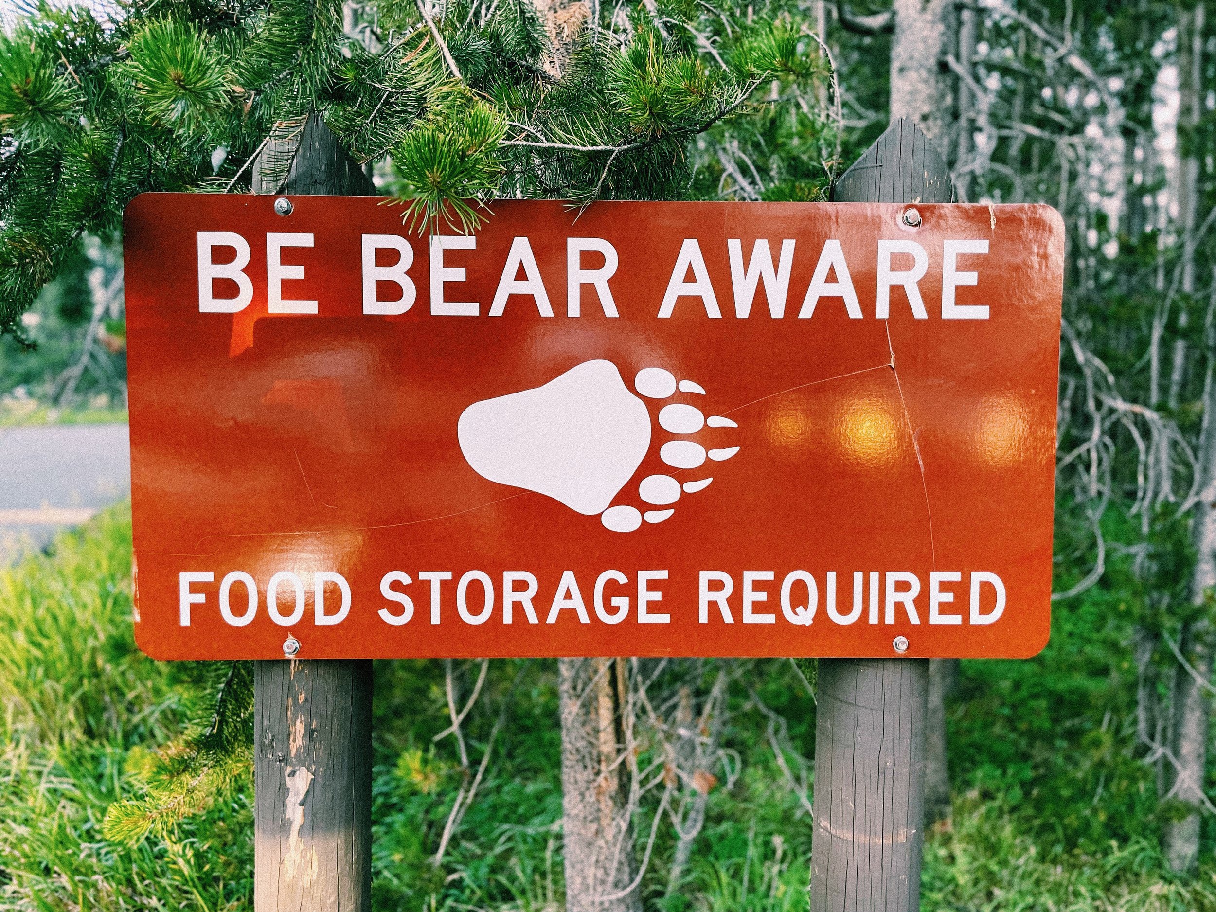 Bear Aware: How I Stay Safe at Camp in Bear Country