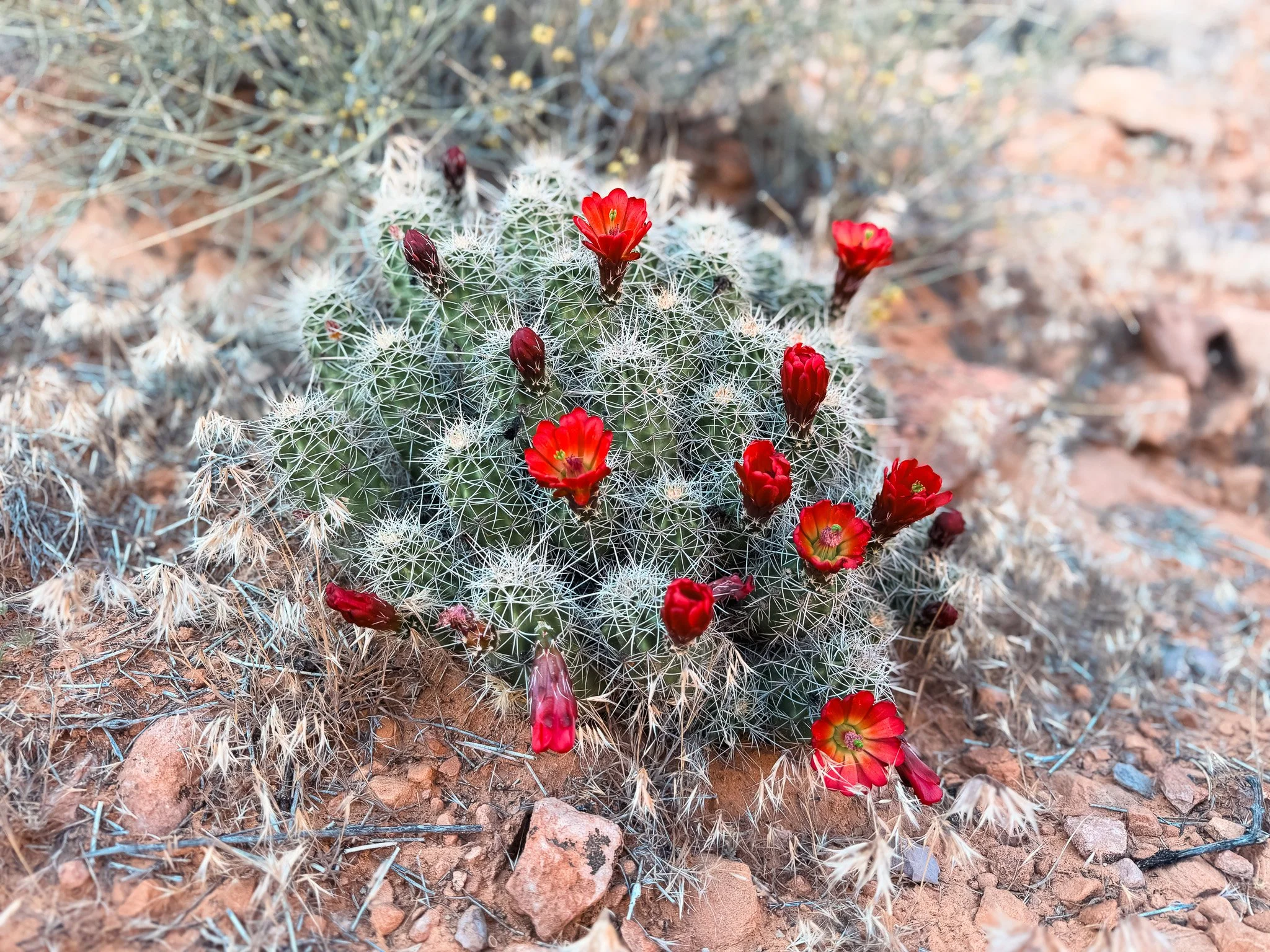 Claret cup cactus covered in white spines with multiple bright red flowers blooming in the Utah desert.