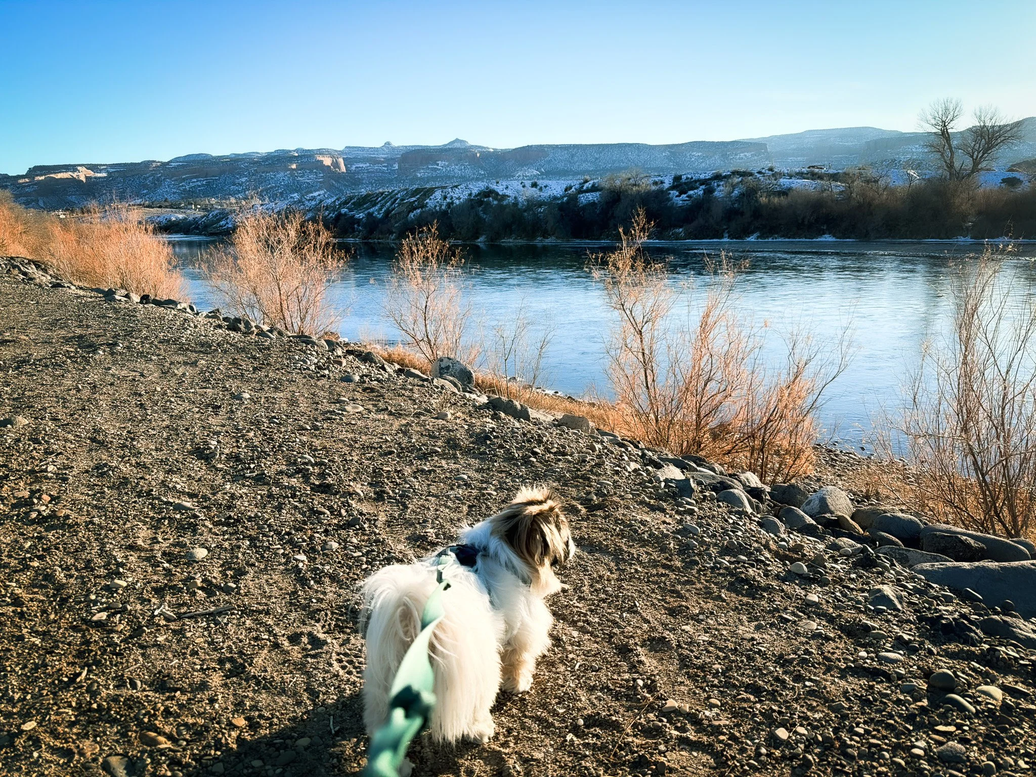Small dog on leash walking beside the Colorado River at James M. Robb–Colorado River State Park in Fruita, Colorado.