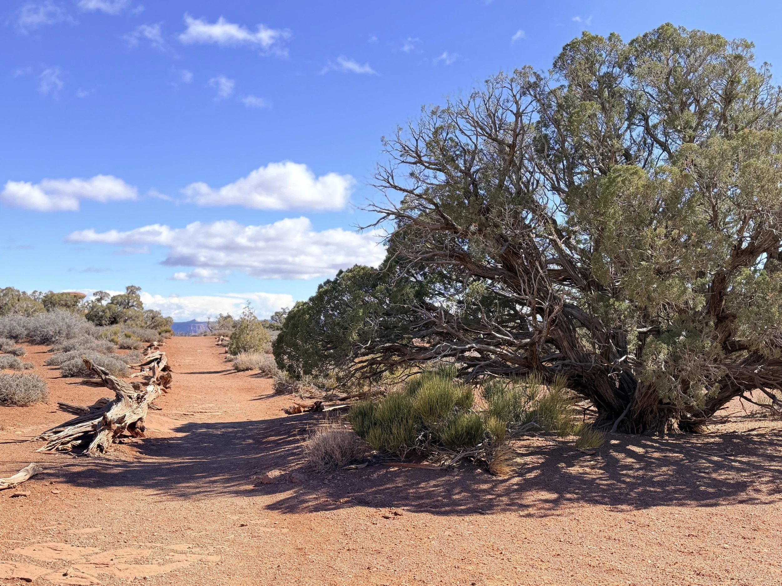 Twisted Utah juniper tree beside a red dirt trail in Canyonlands National Park, Utah