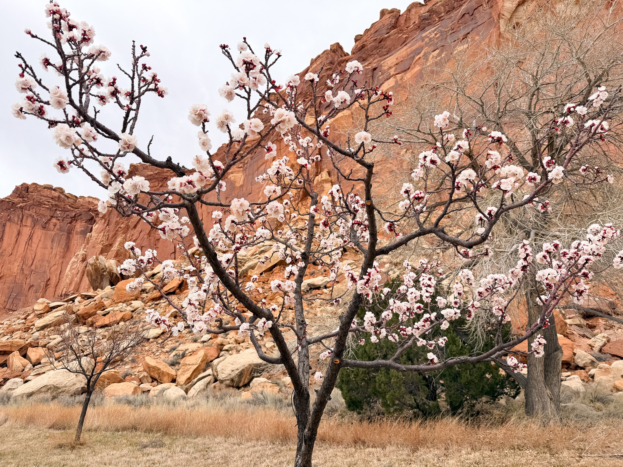 Apricot tree blossoms in the Fruita orchards of Capitol Reef National Park with red cliffs behind
